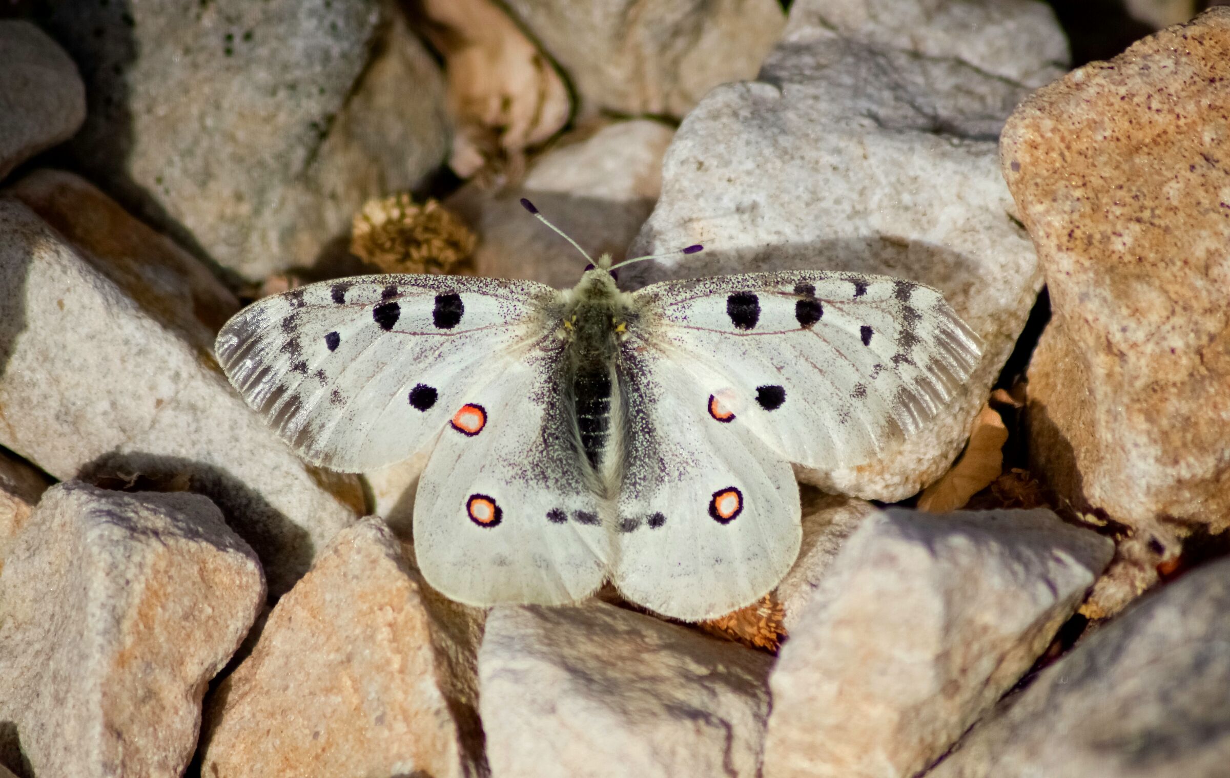 Parnassius apollo siciliae, a worldwide rarity.