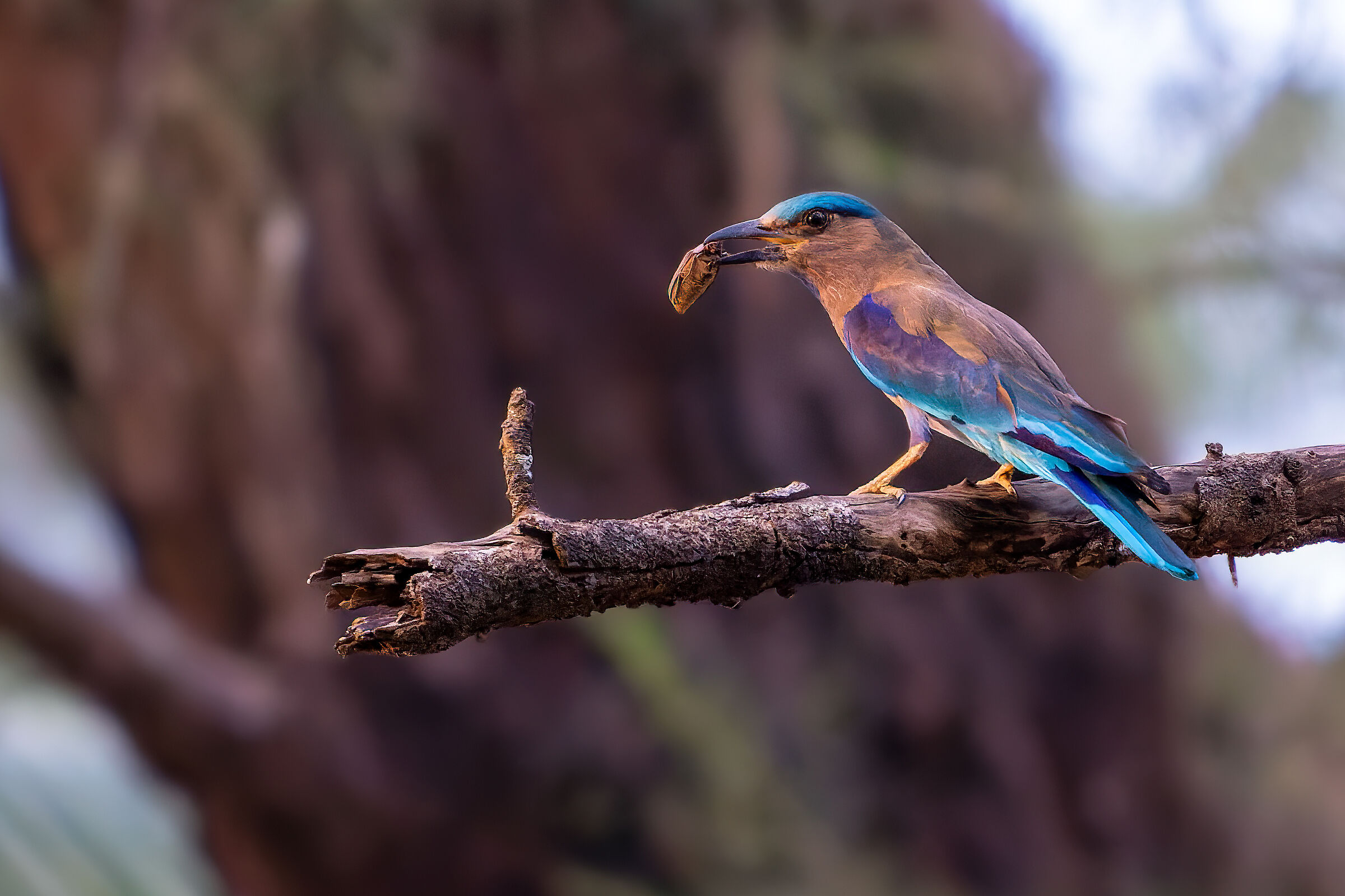 Ghiandaia Marina Indocinese con preda