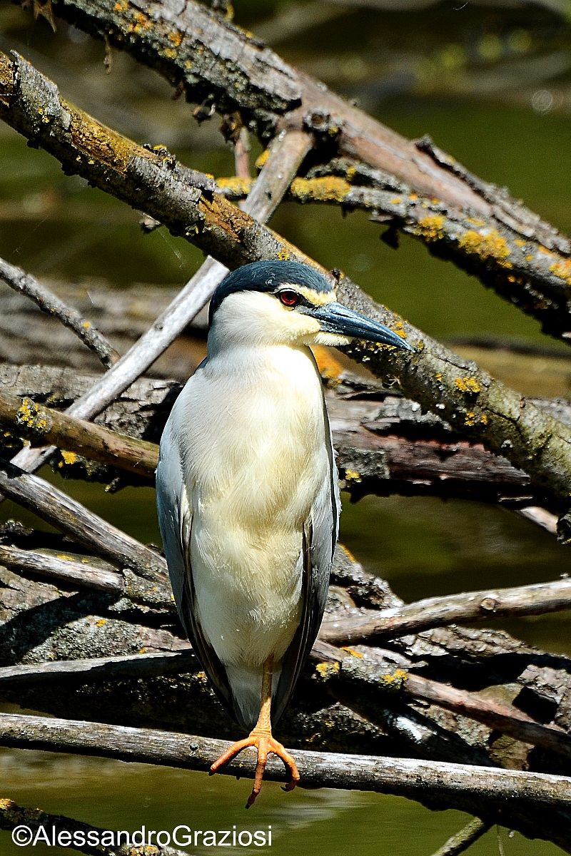 Night Heron