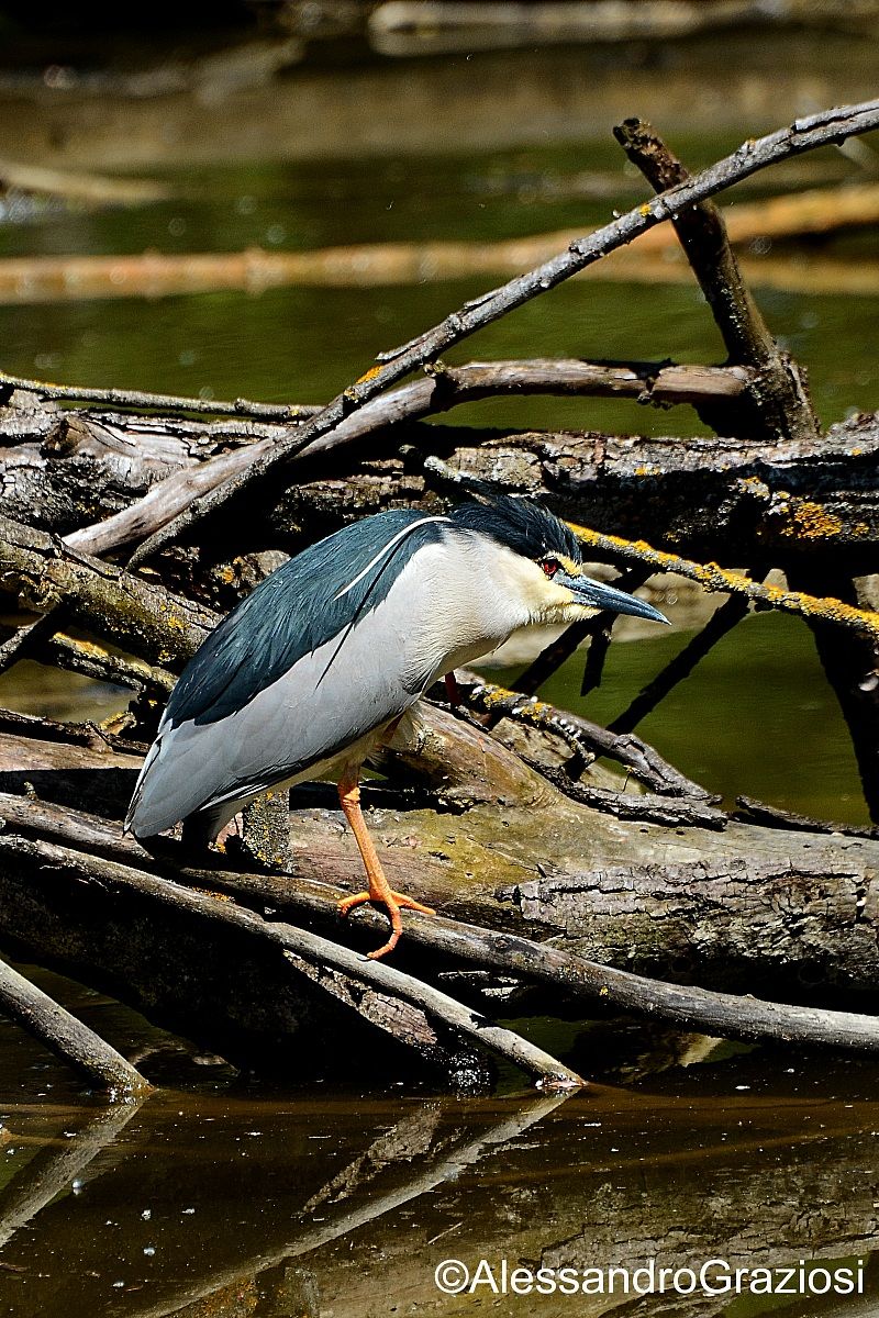 Night Heron