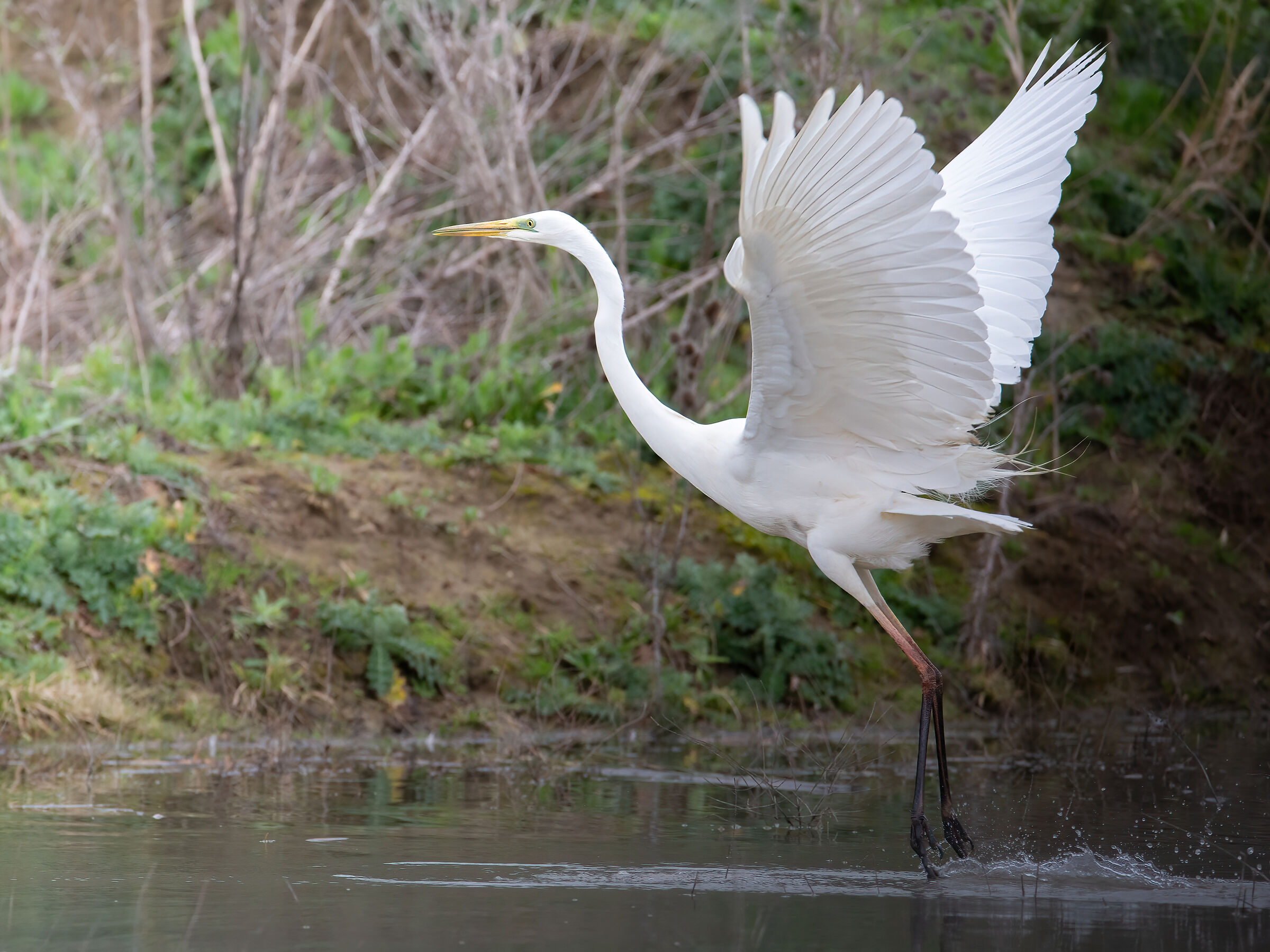 Dancing on the water