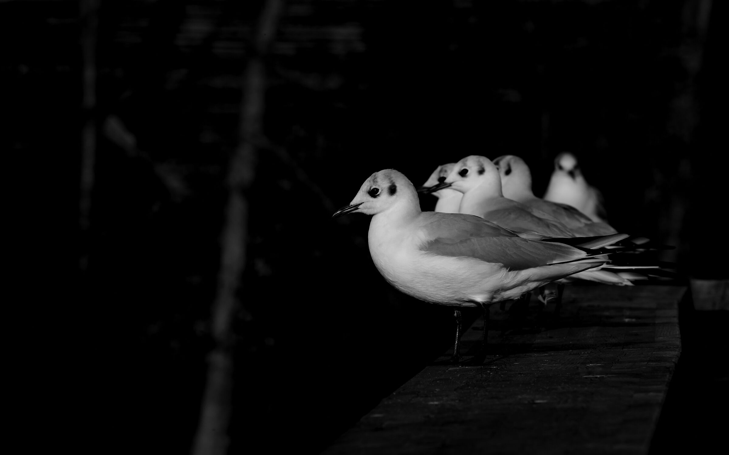 Echoes