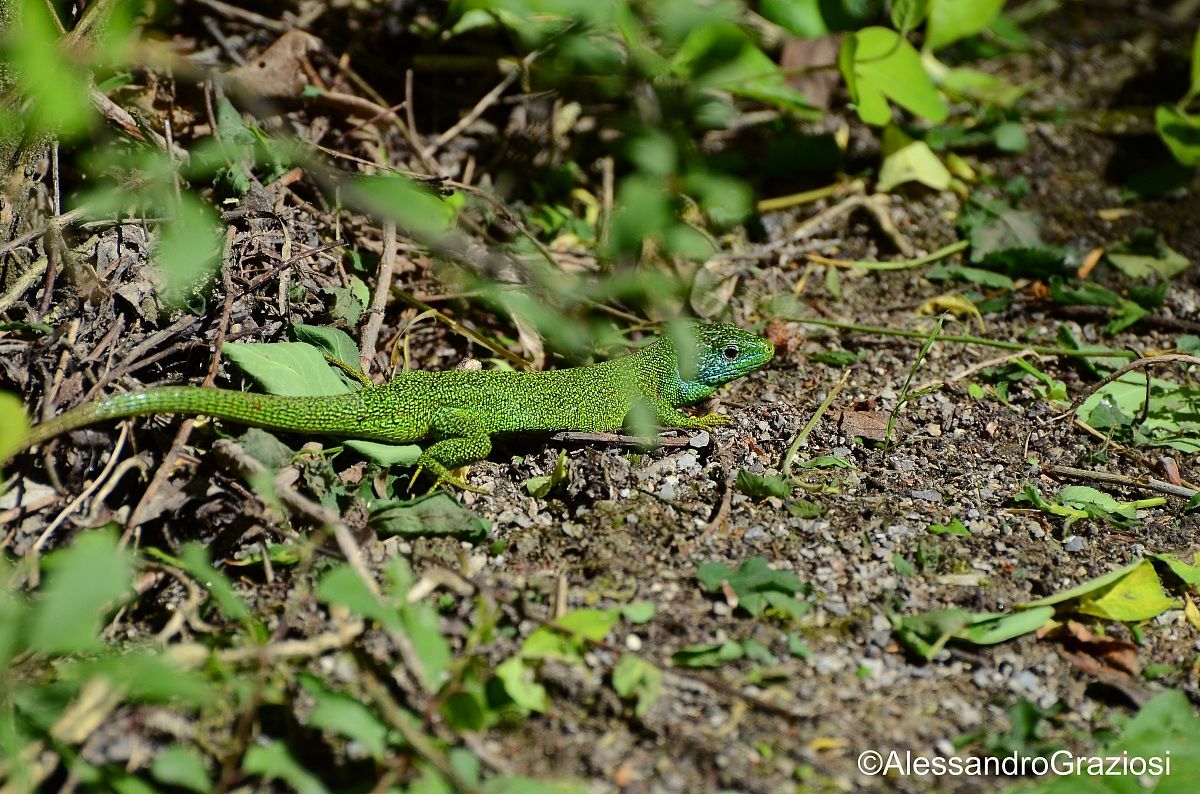 Green lizard
