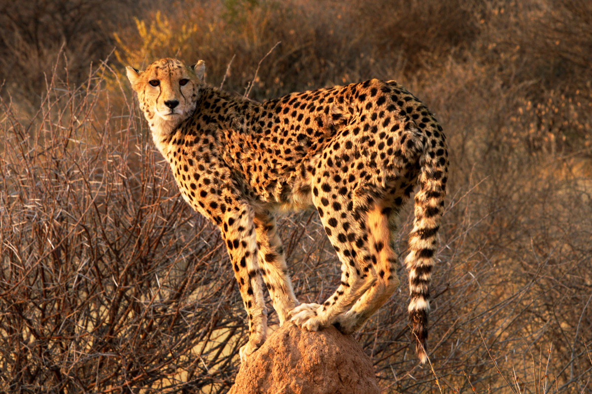 Namibia: Okonjima, Cheetah gepard