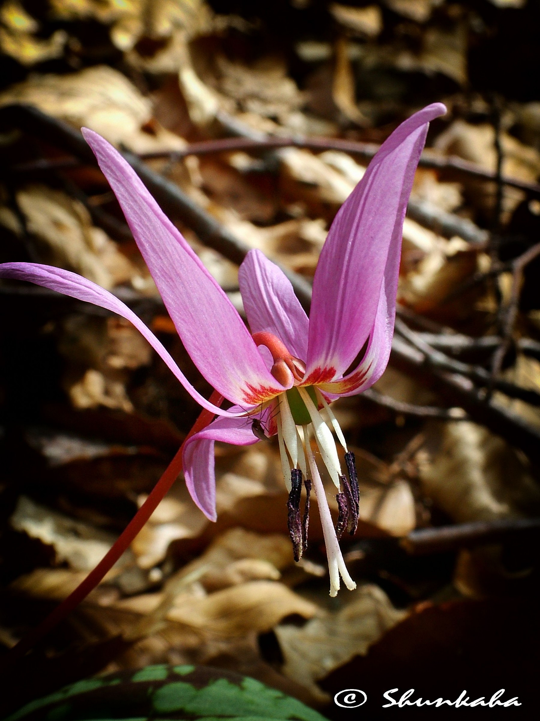 Erythronium dens-canis
