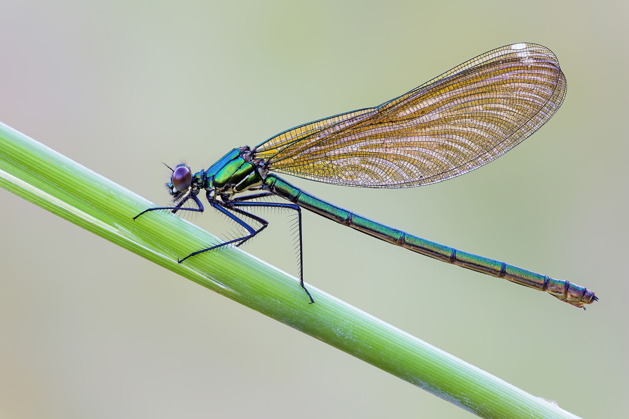 Calopteryx splendens