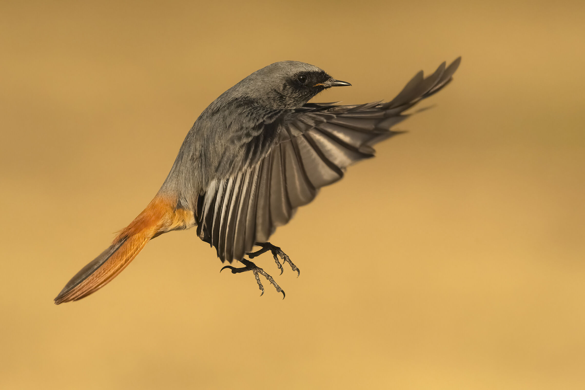 Black redstart