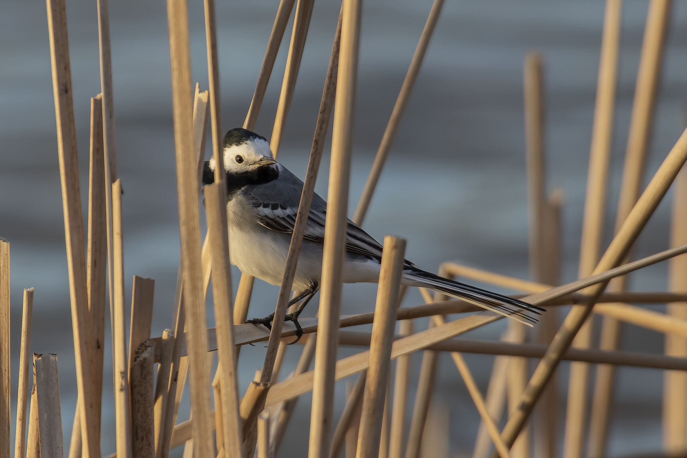 Motacila alba