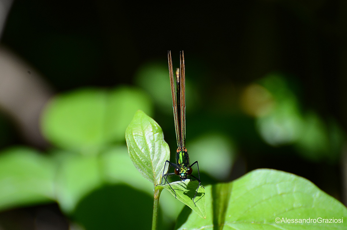 Dragonfly Calopteryx virgo