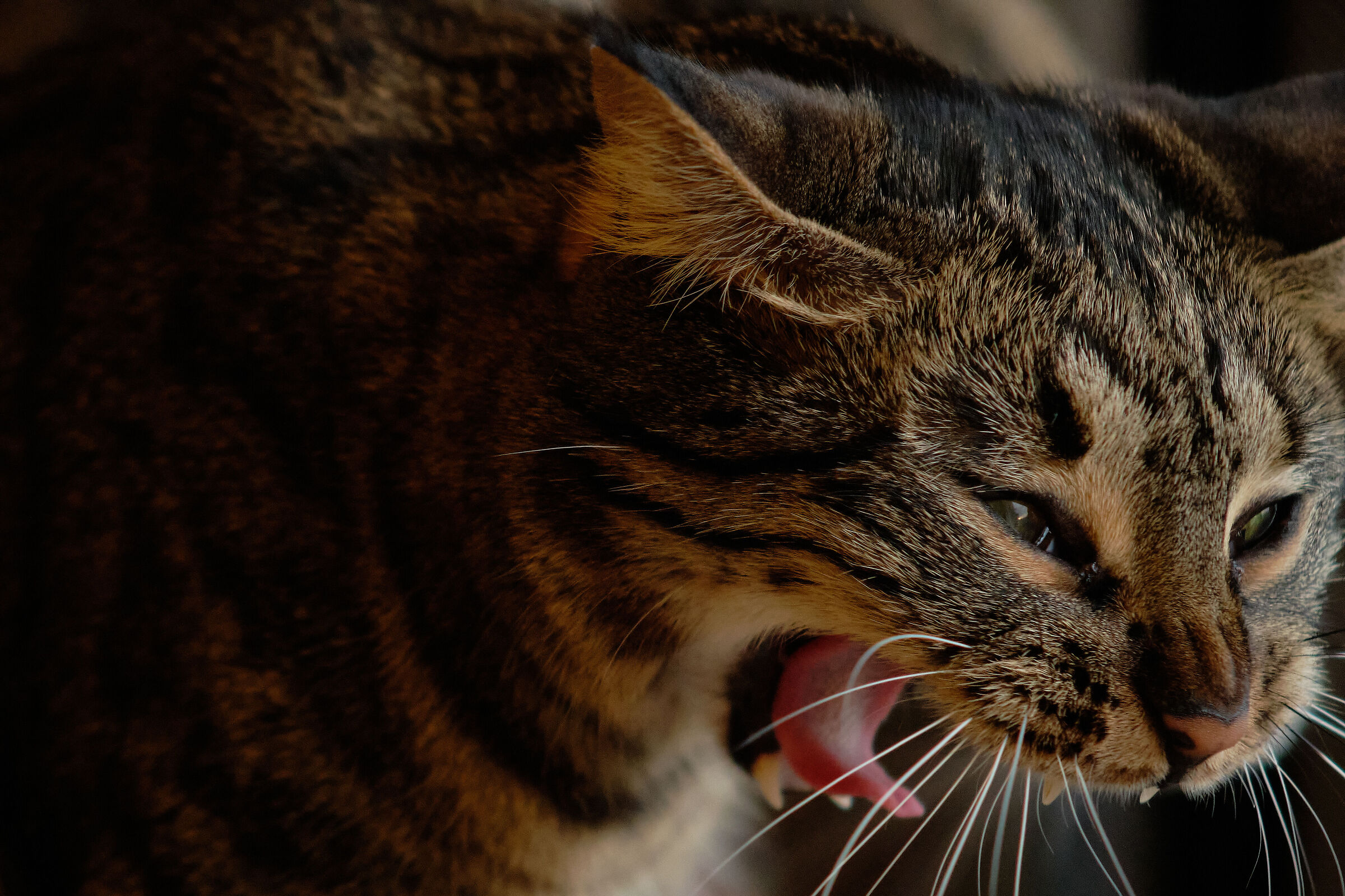 Minù's yawn