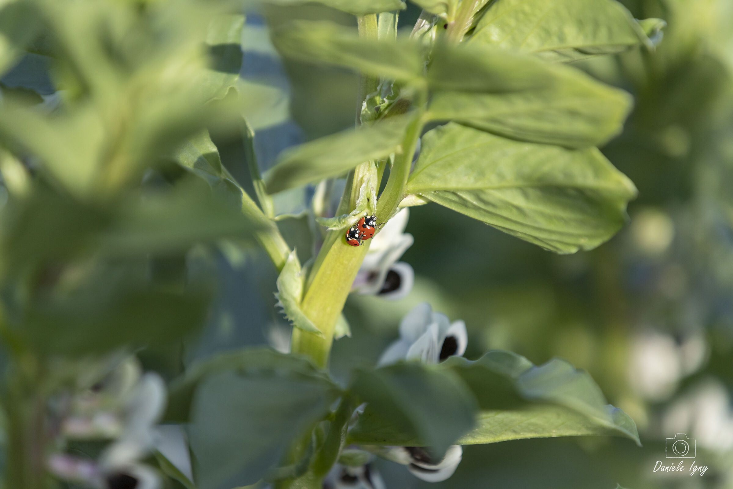 A far l'amore comincia tu
