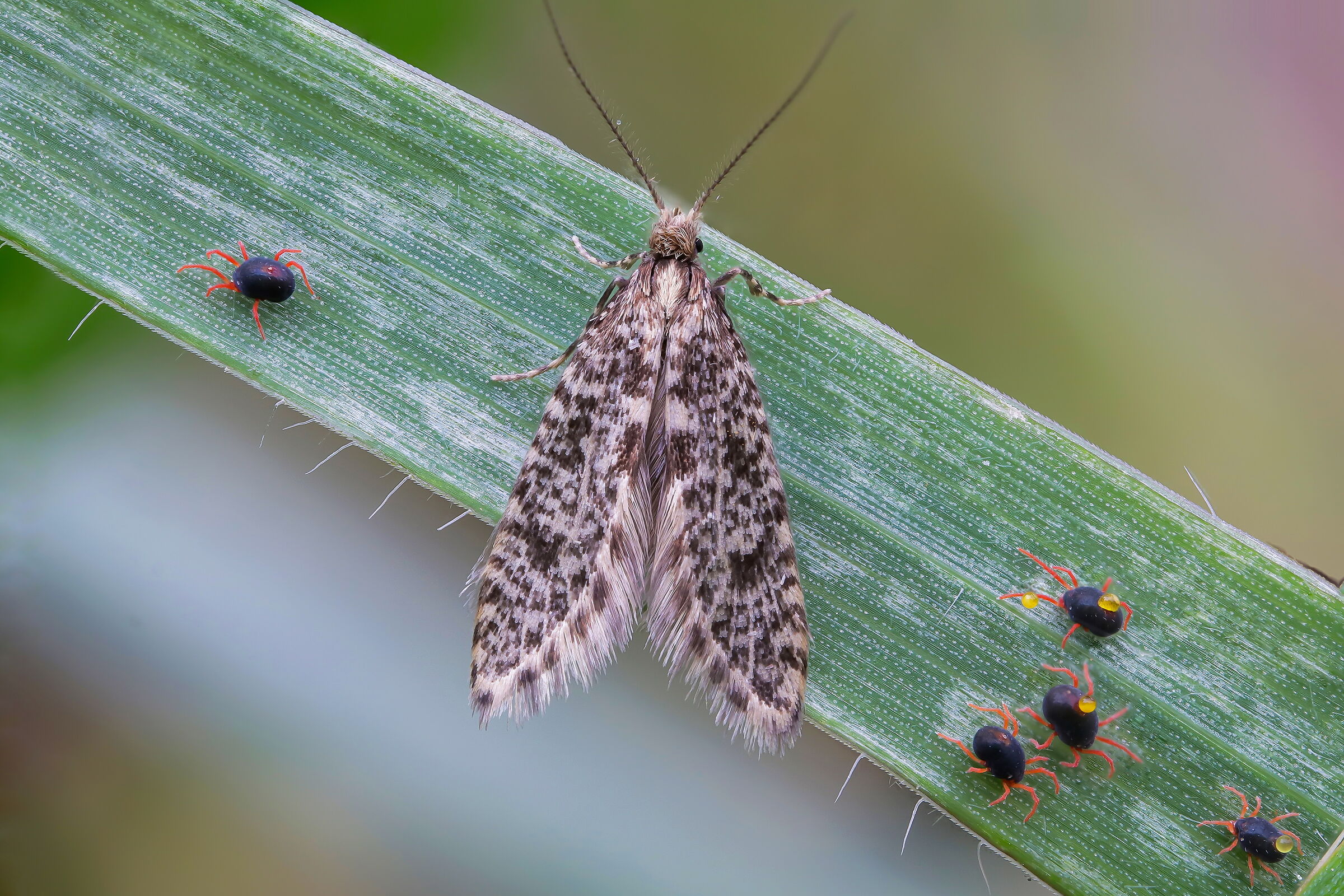 Picky moth in the company of mites
