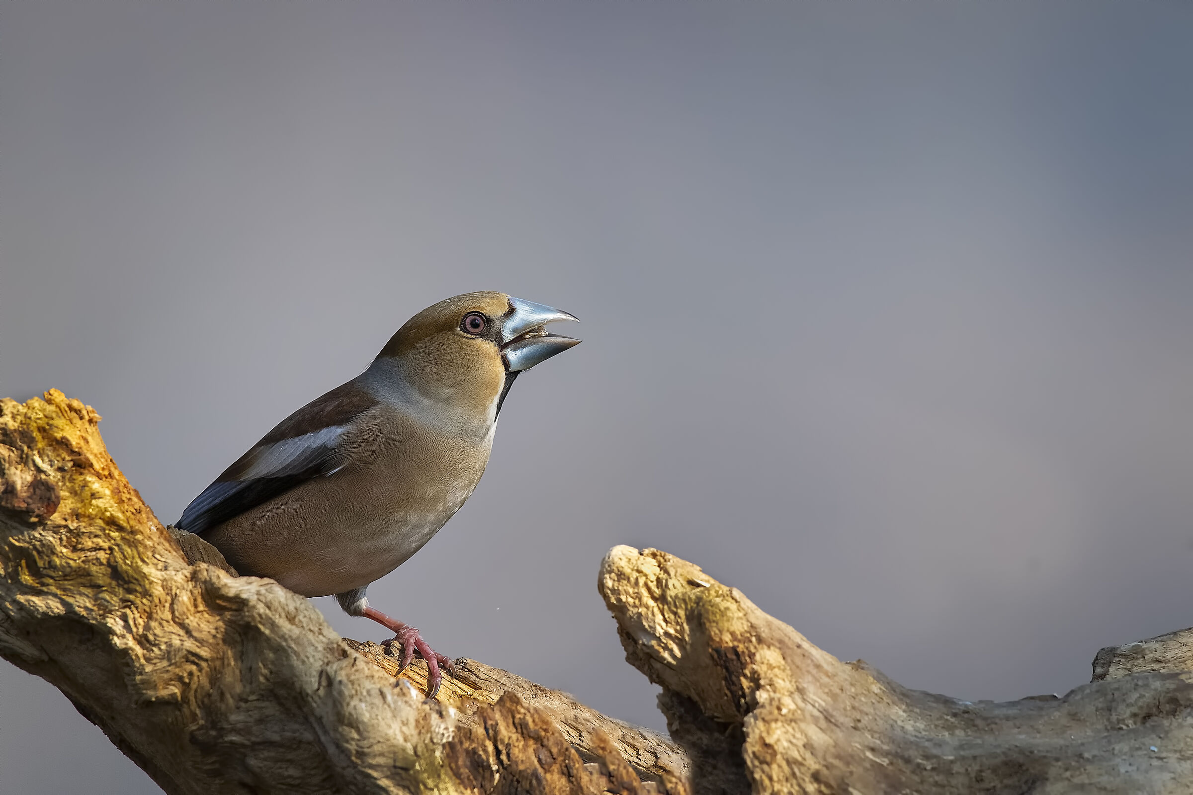 Hawfinch