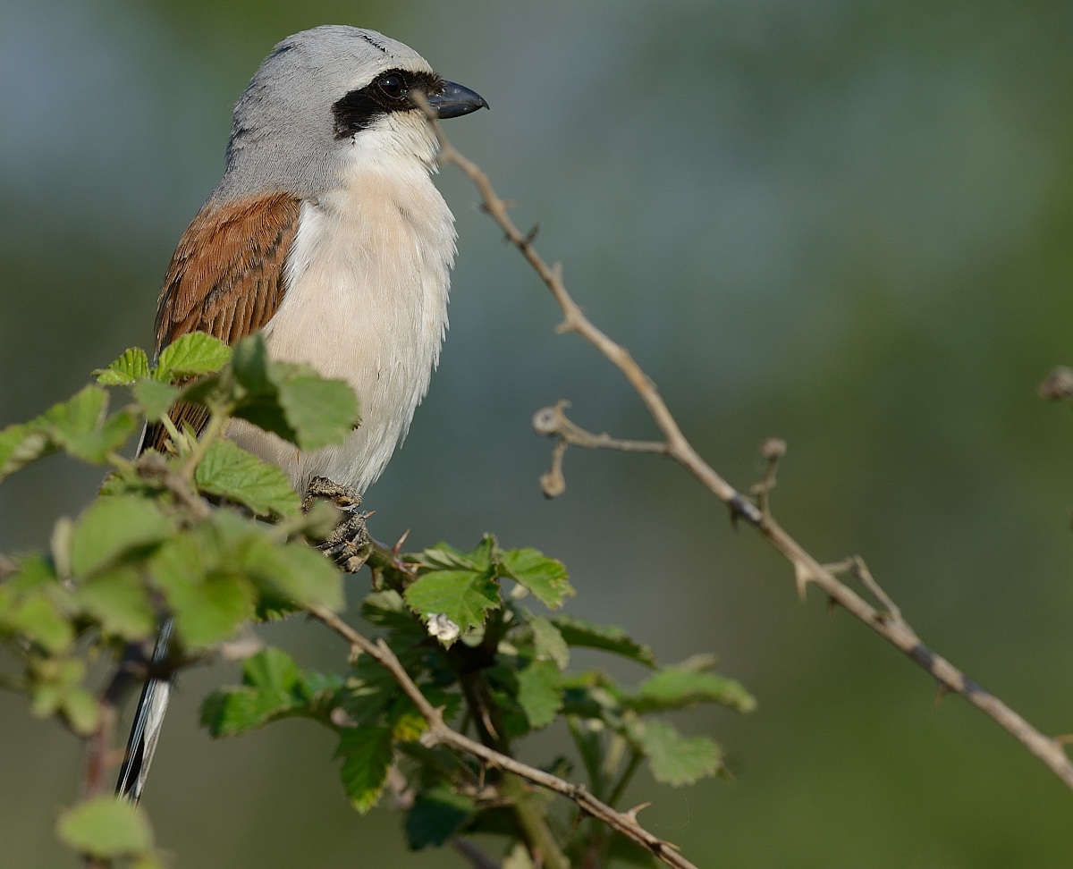 Red-backed shrike / Lanius collurio
