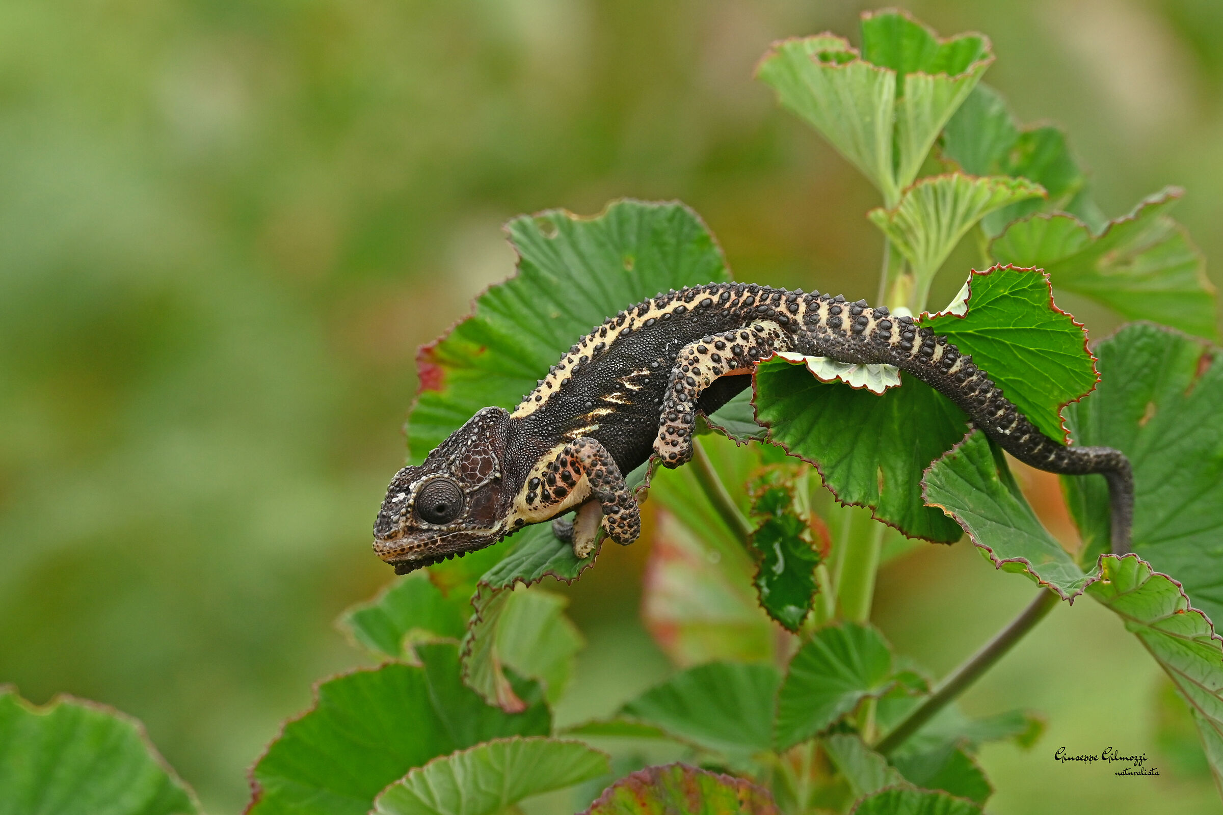 Dwarf chameleon of Knysna.  (Bradypodion damarano)