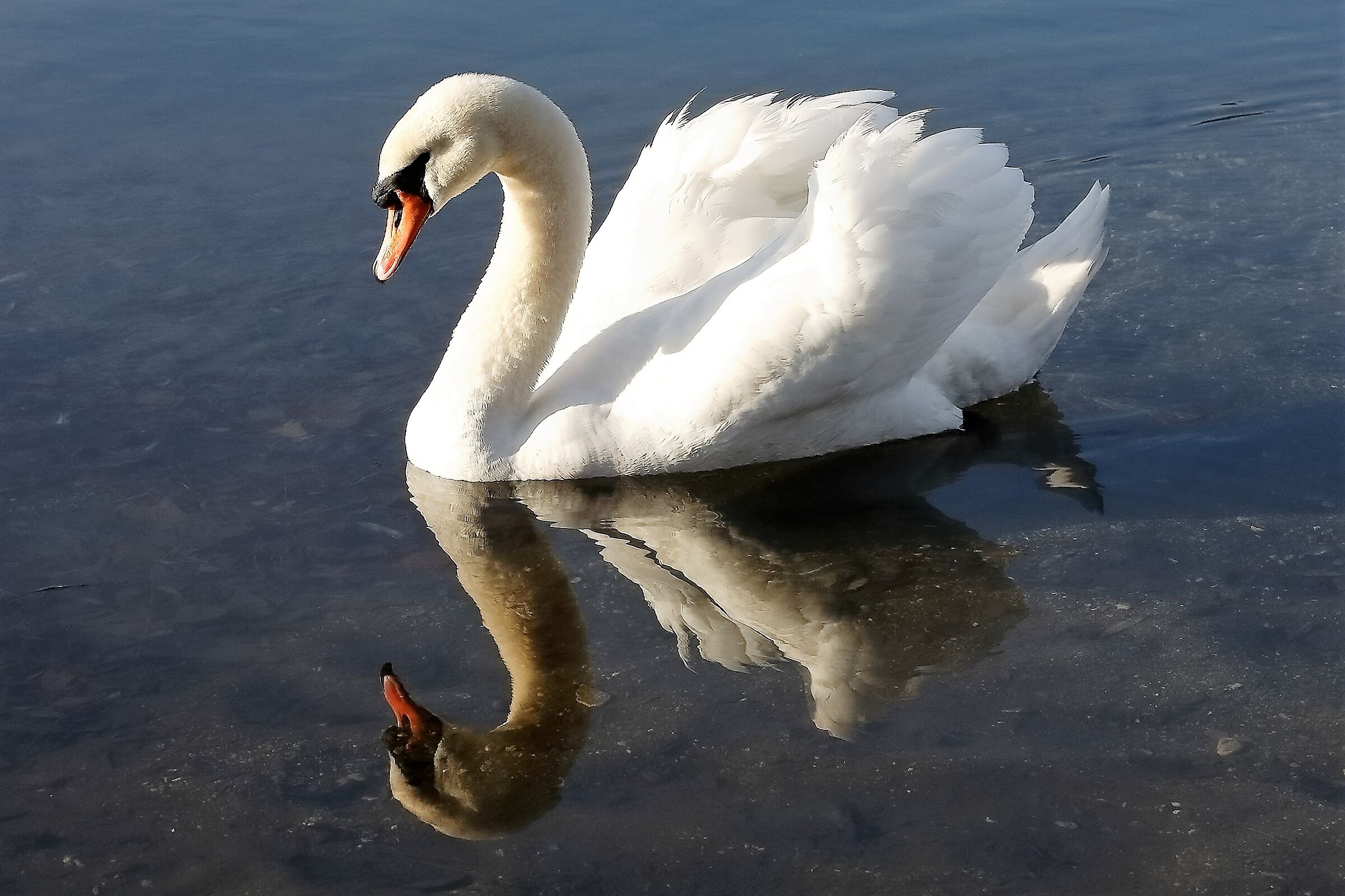 Cigno R 14 gennaio 2023