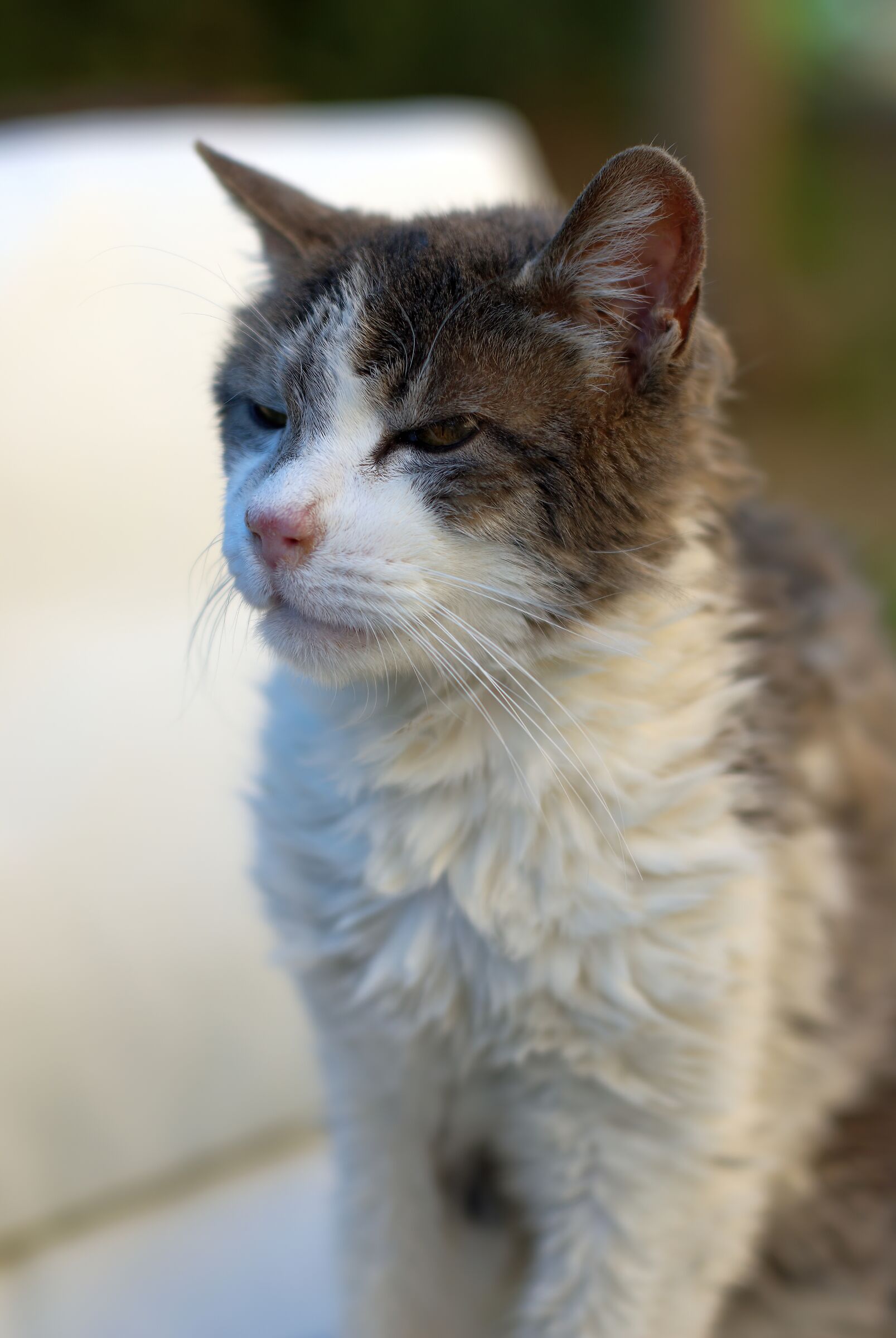 Pallino compie 20 anni (Nikon d200)