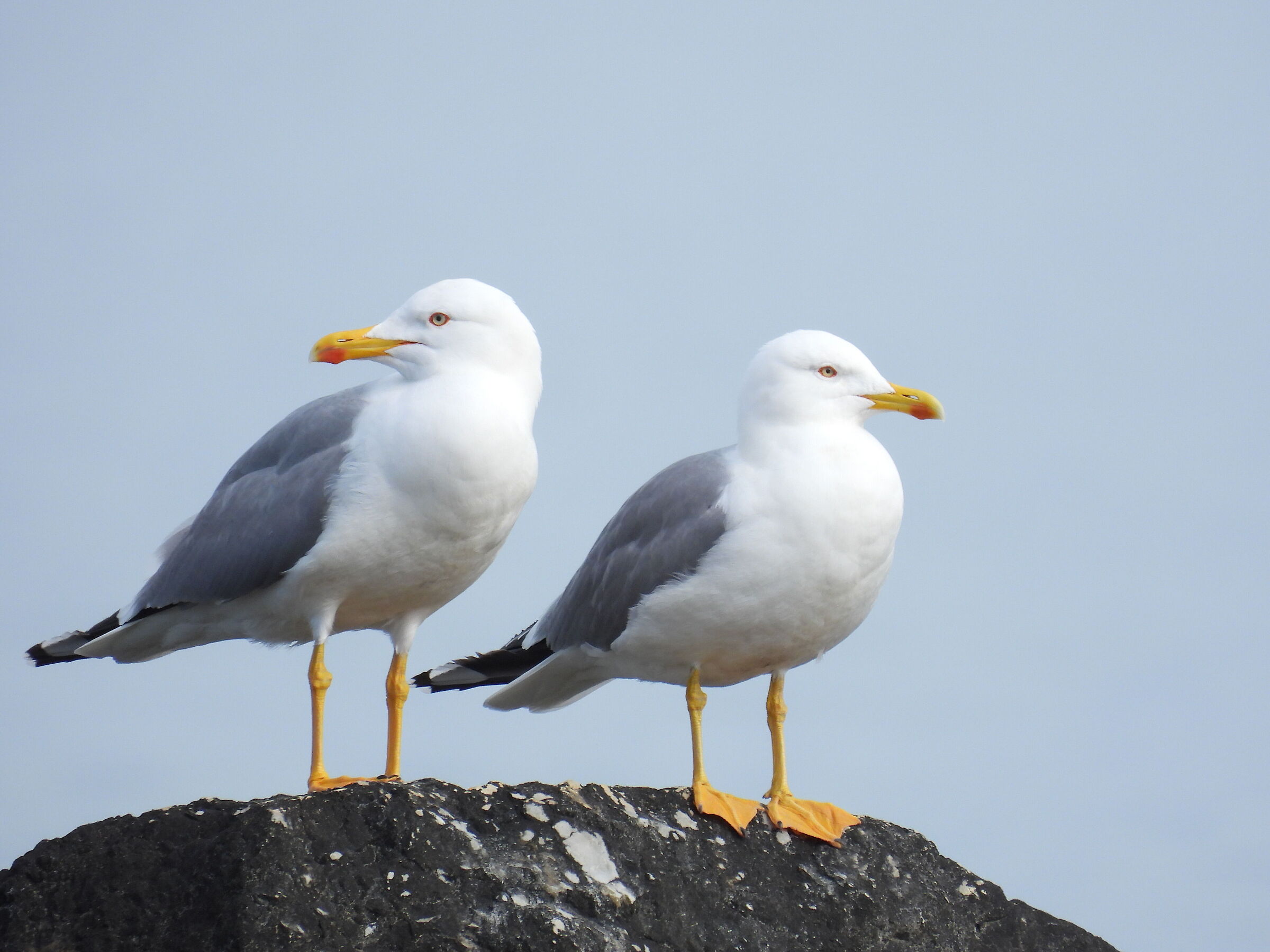 Herring gulls on a rock