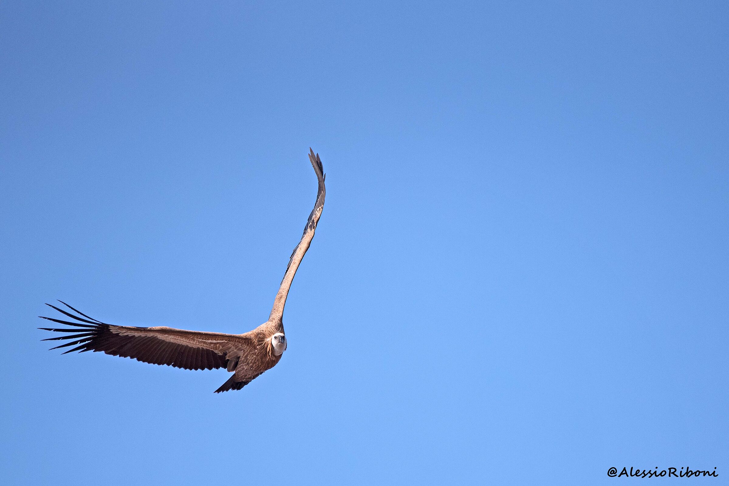 Griffin