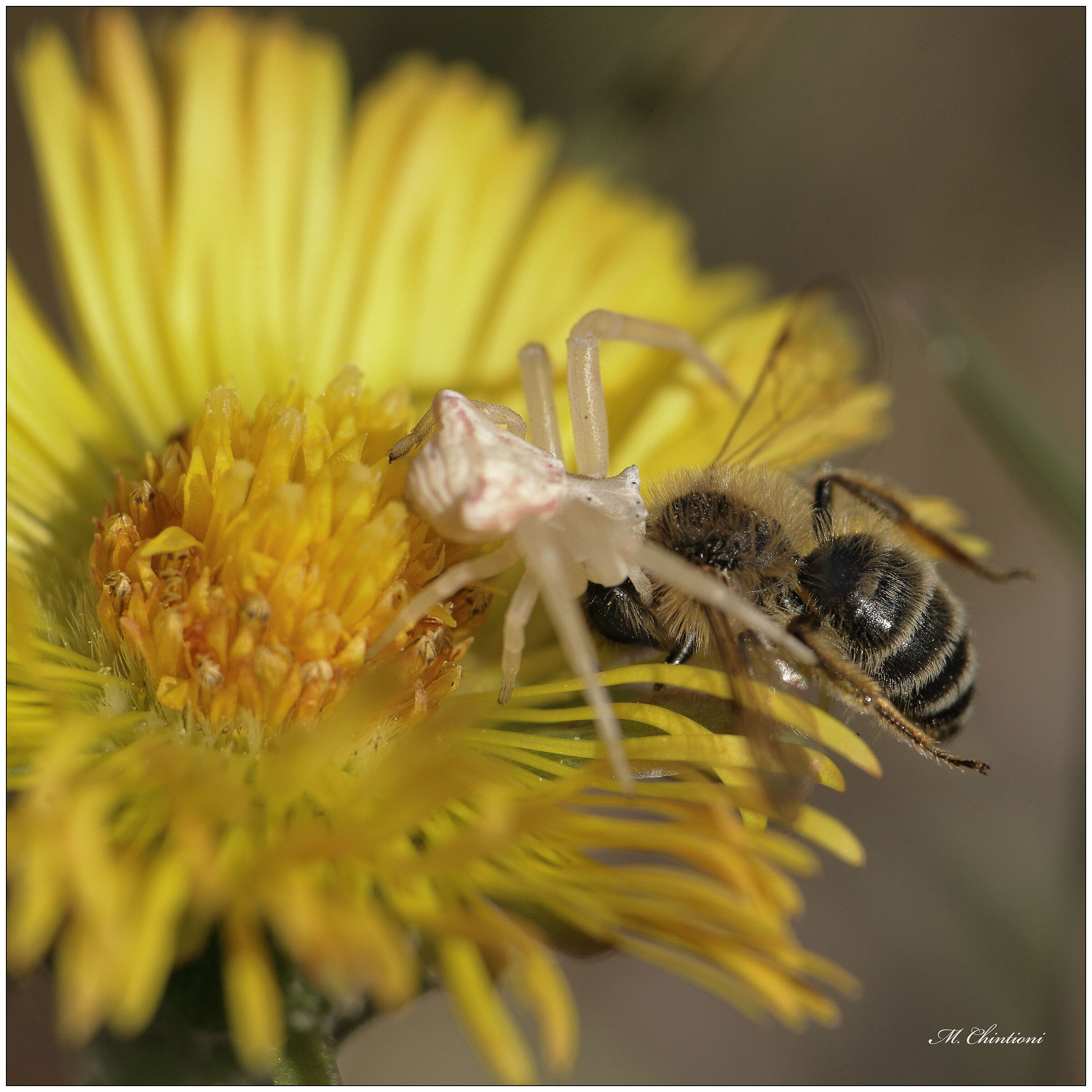 Thomisus Onustus (Ragno Granchio)