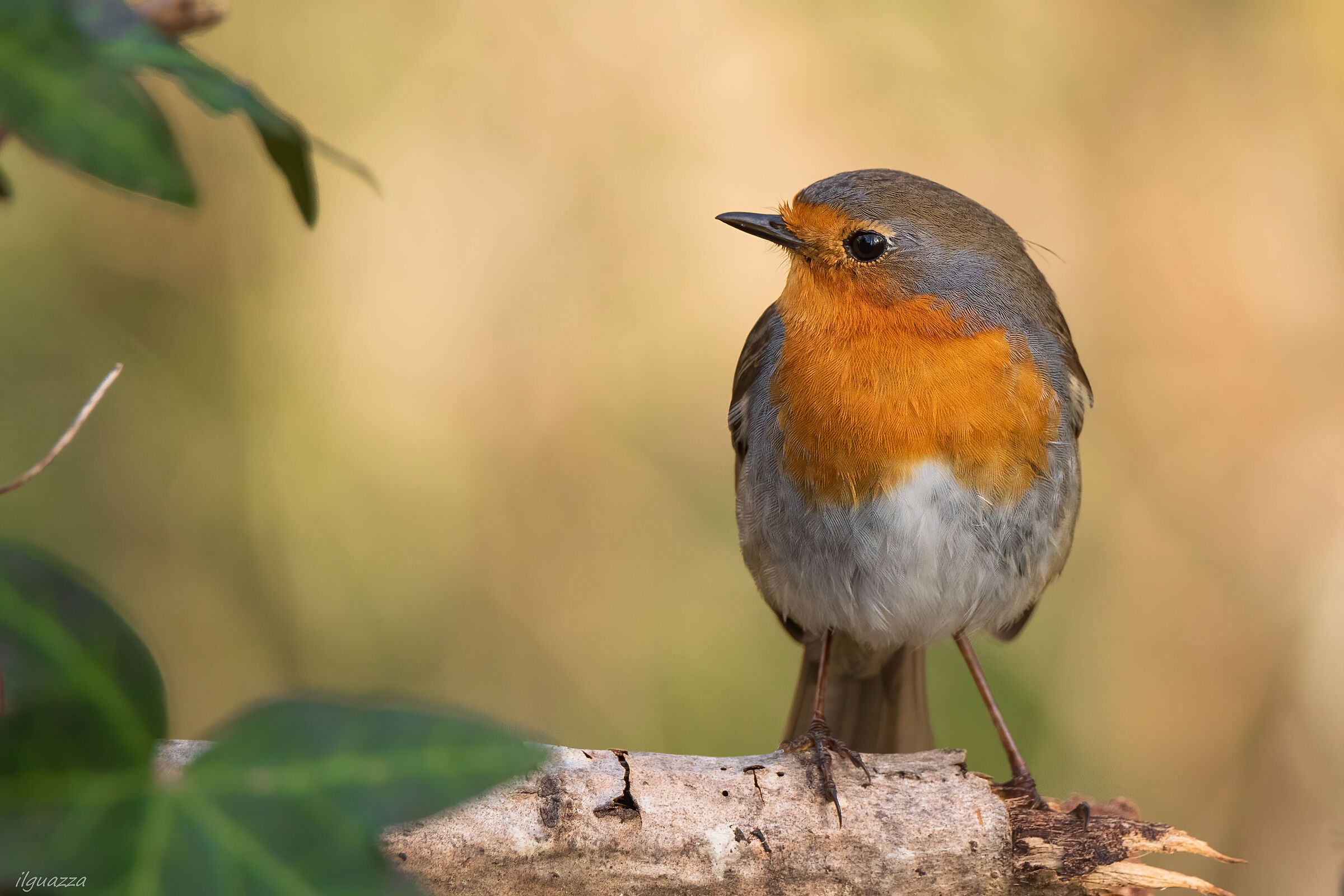 robin