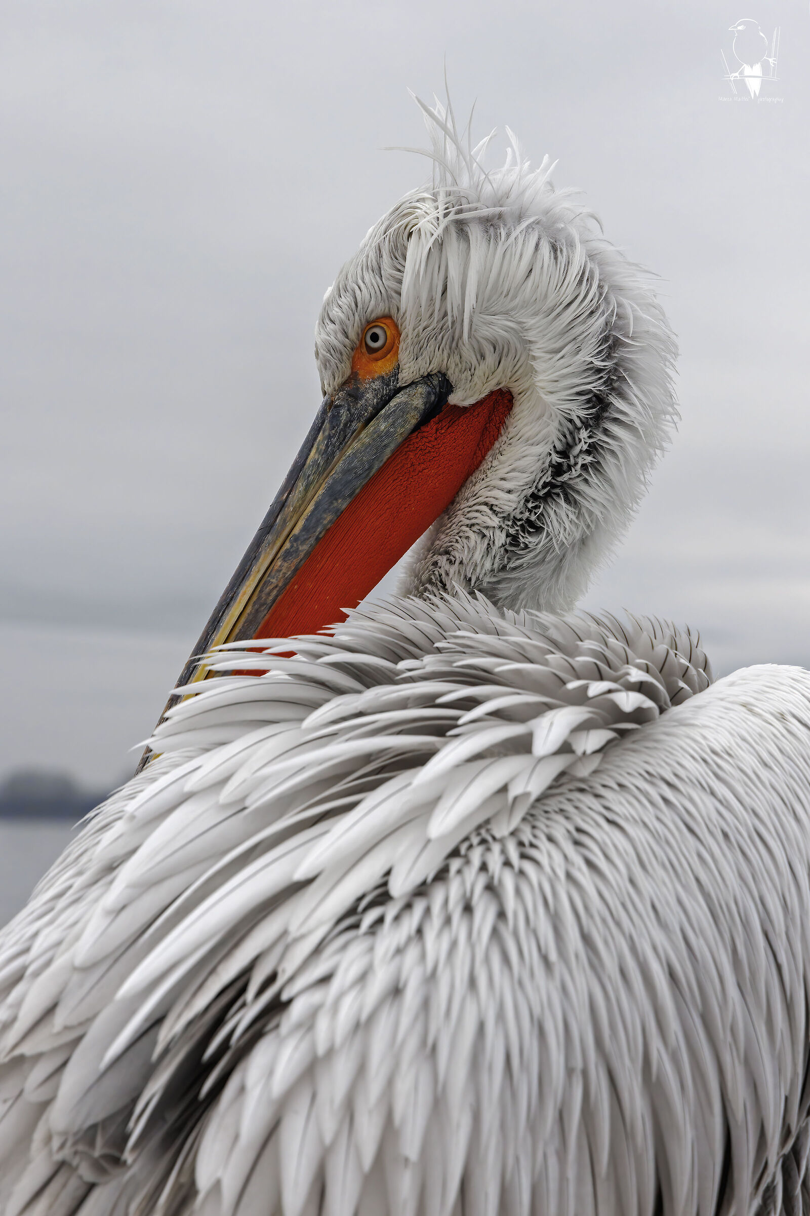 Dalmatian pelican