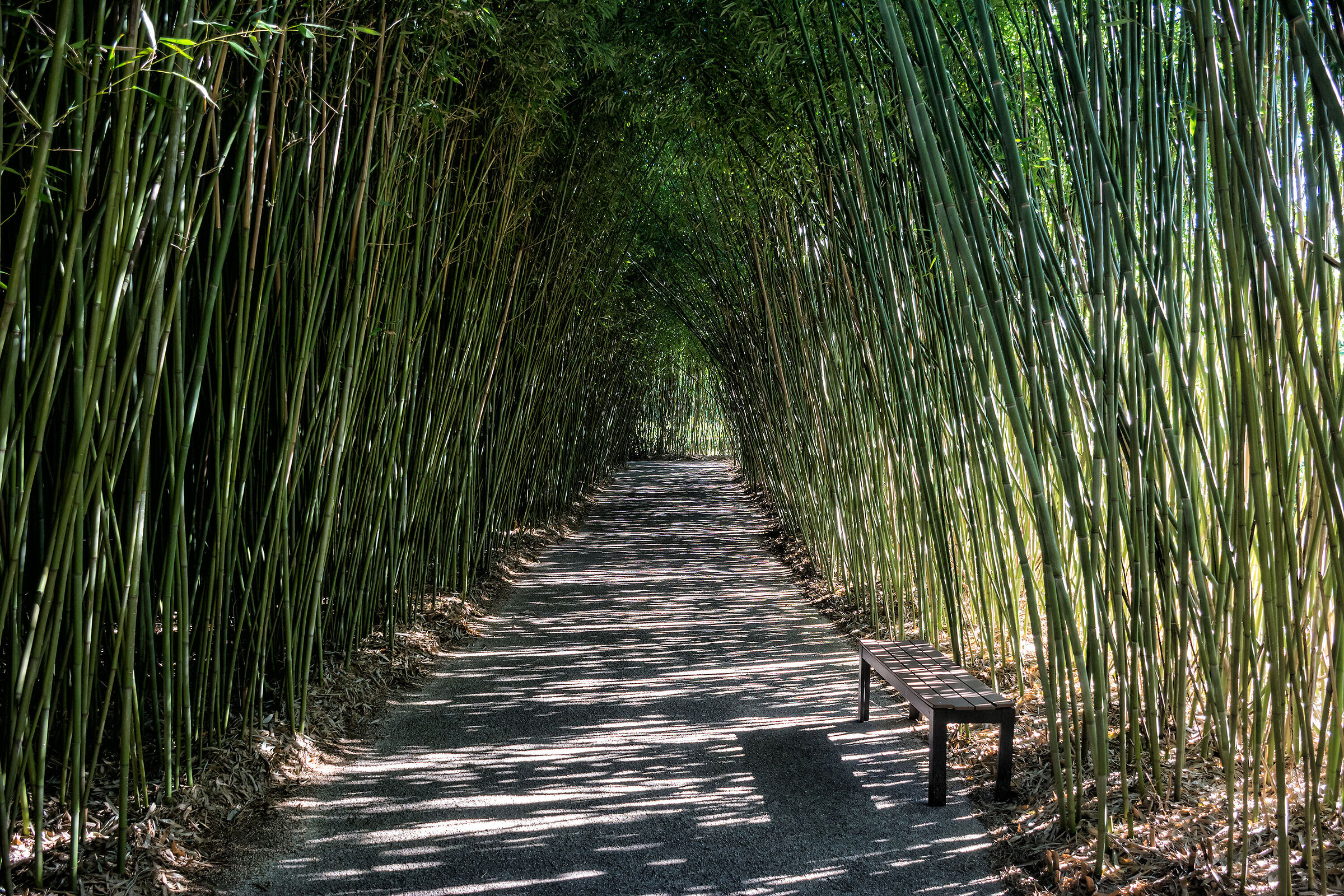 The bench in the labyrinth