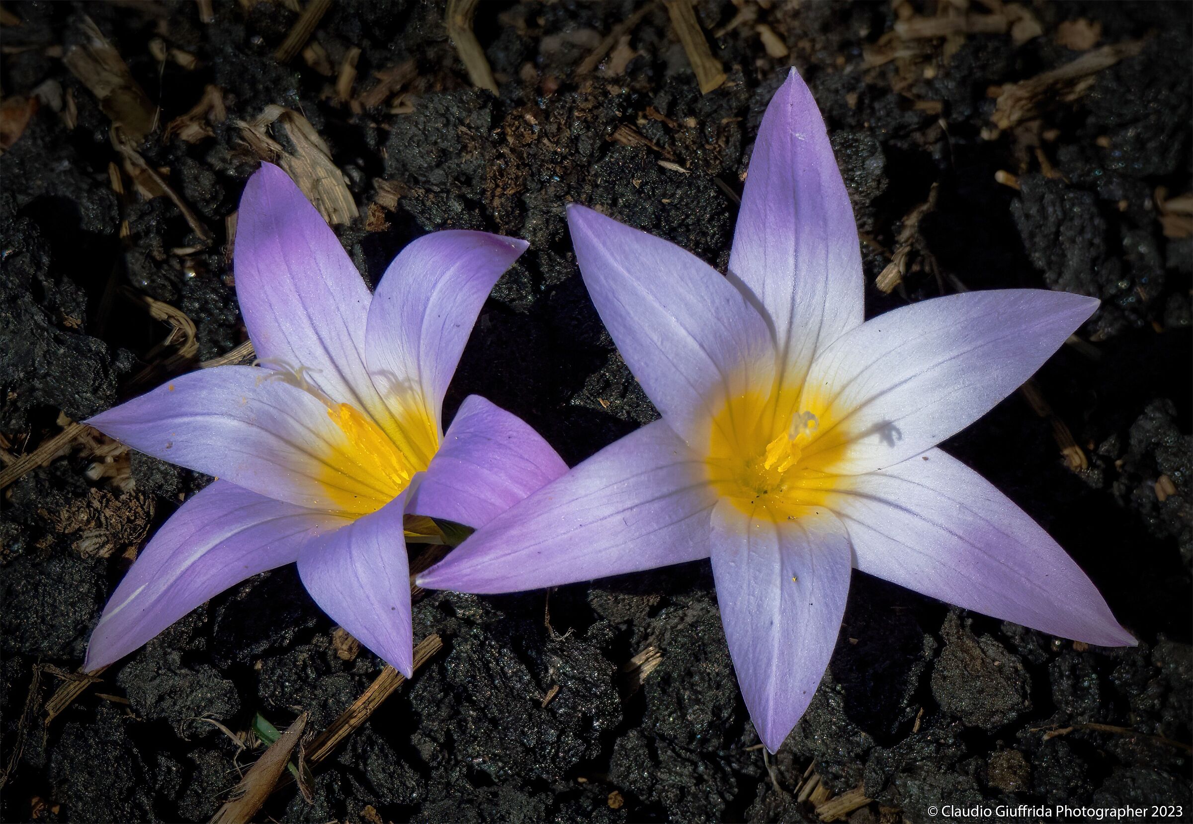 Jewels among lapillii