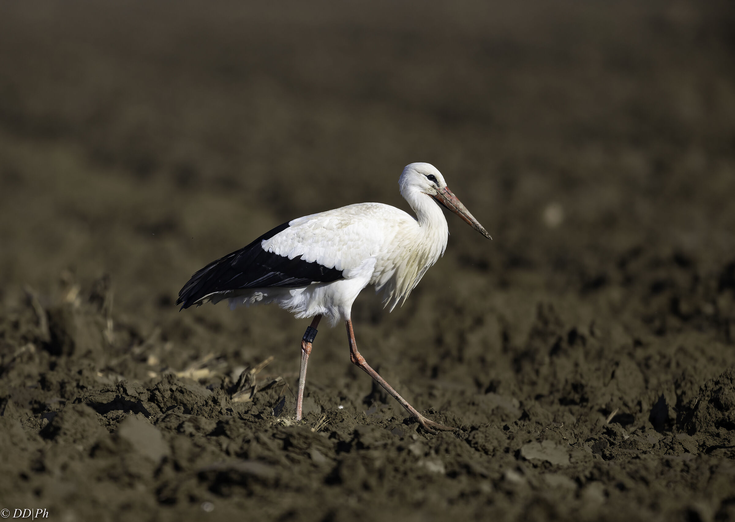 White stork