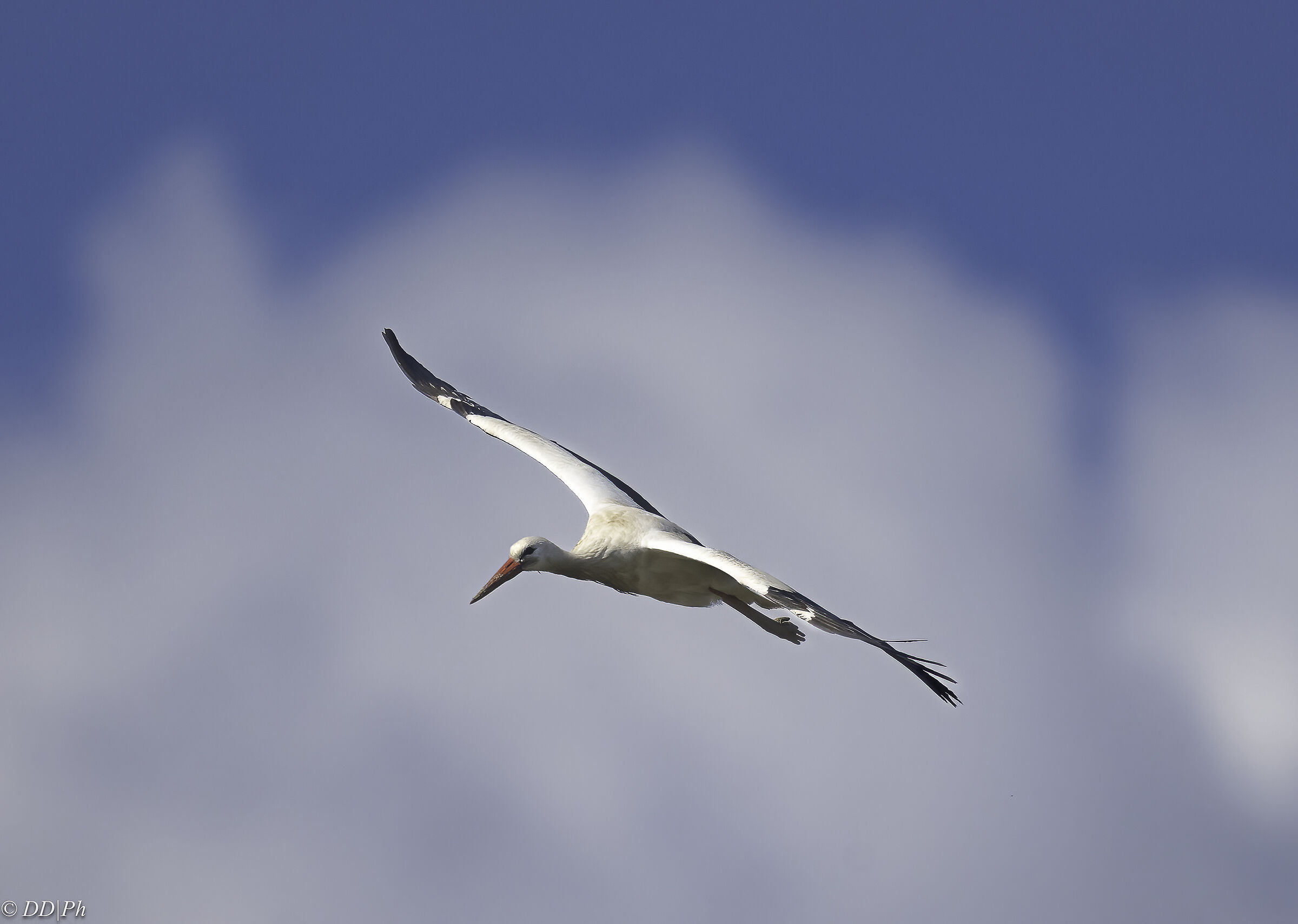 White stork
