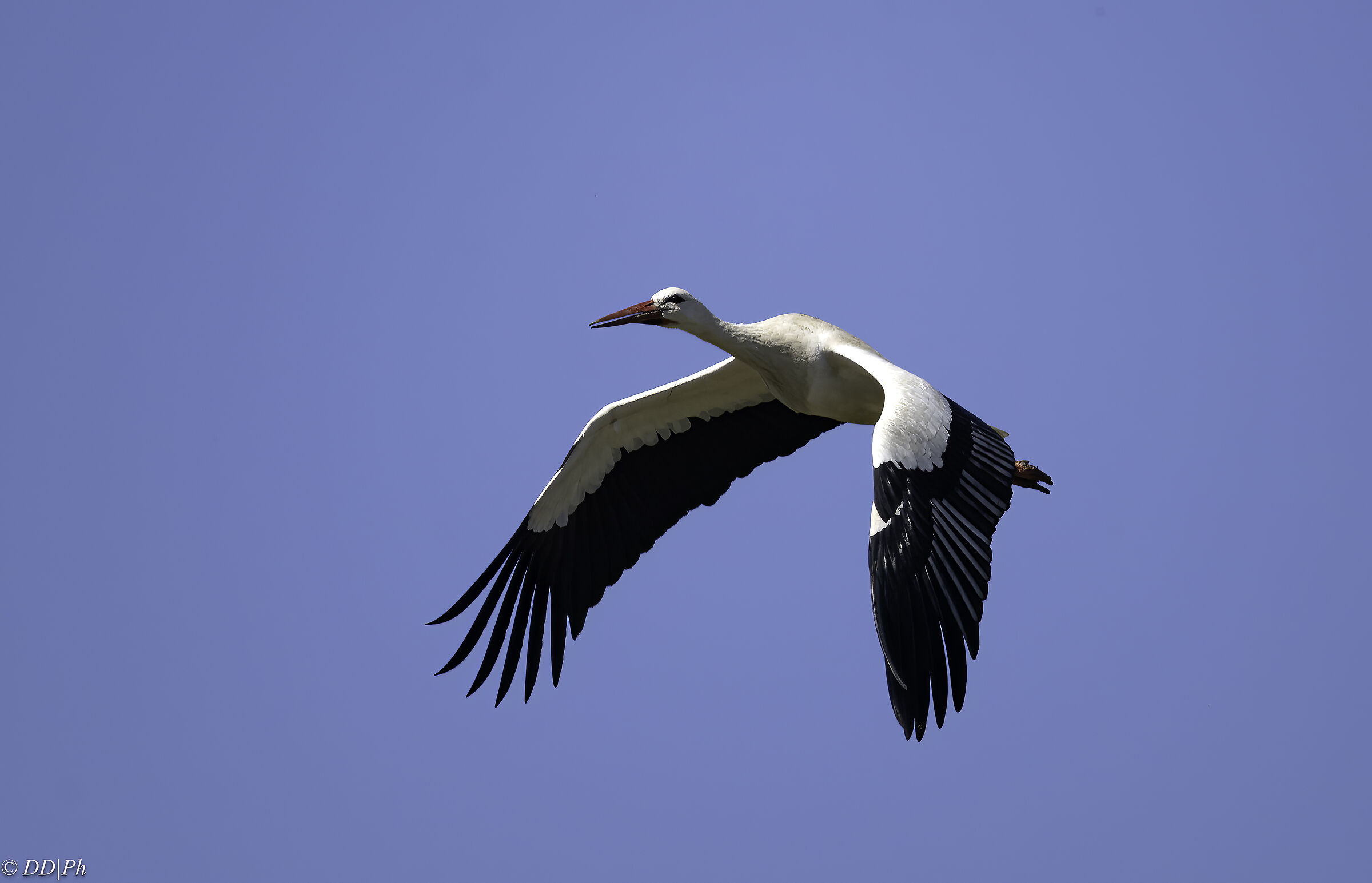 White stork