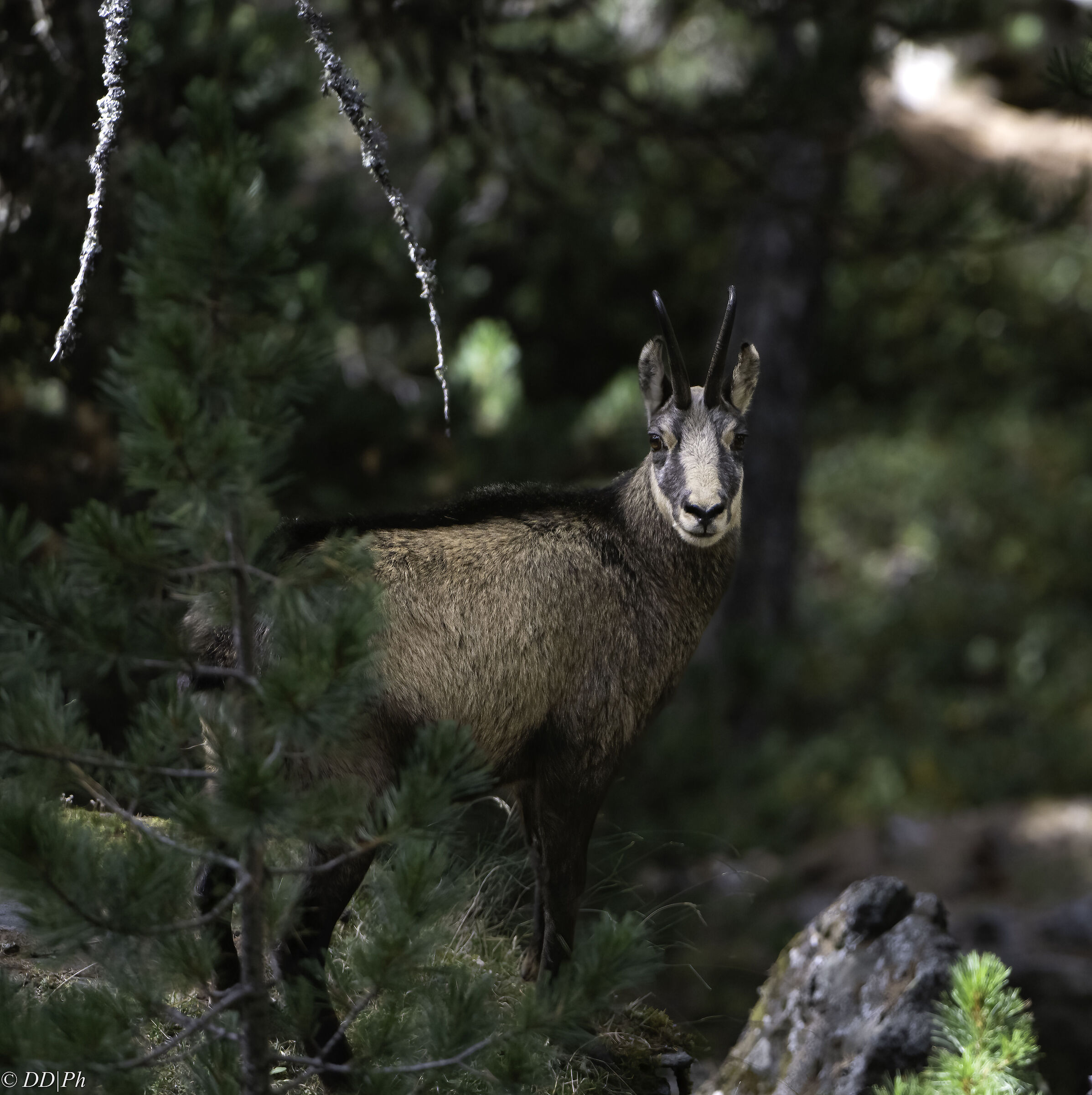 Chamois