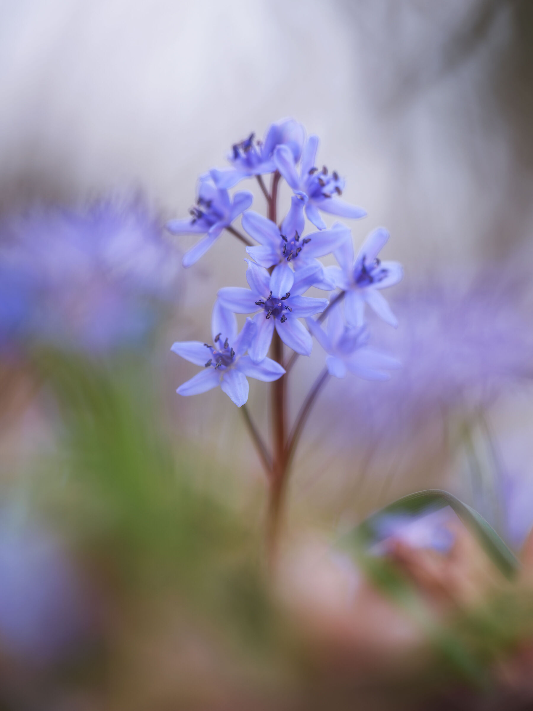 Scilla bifolia