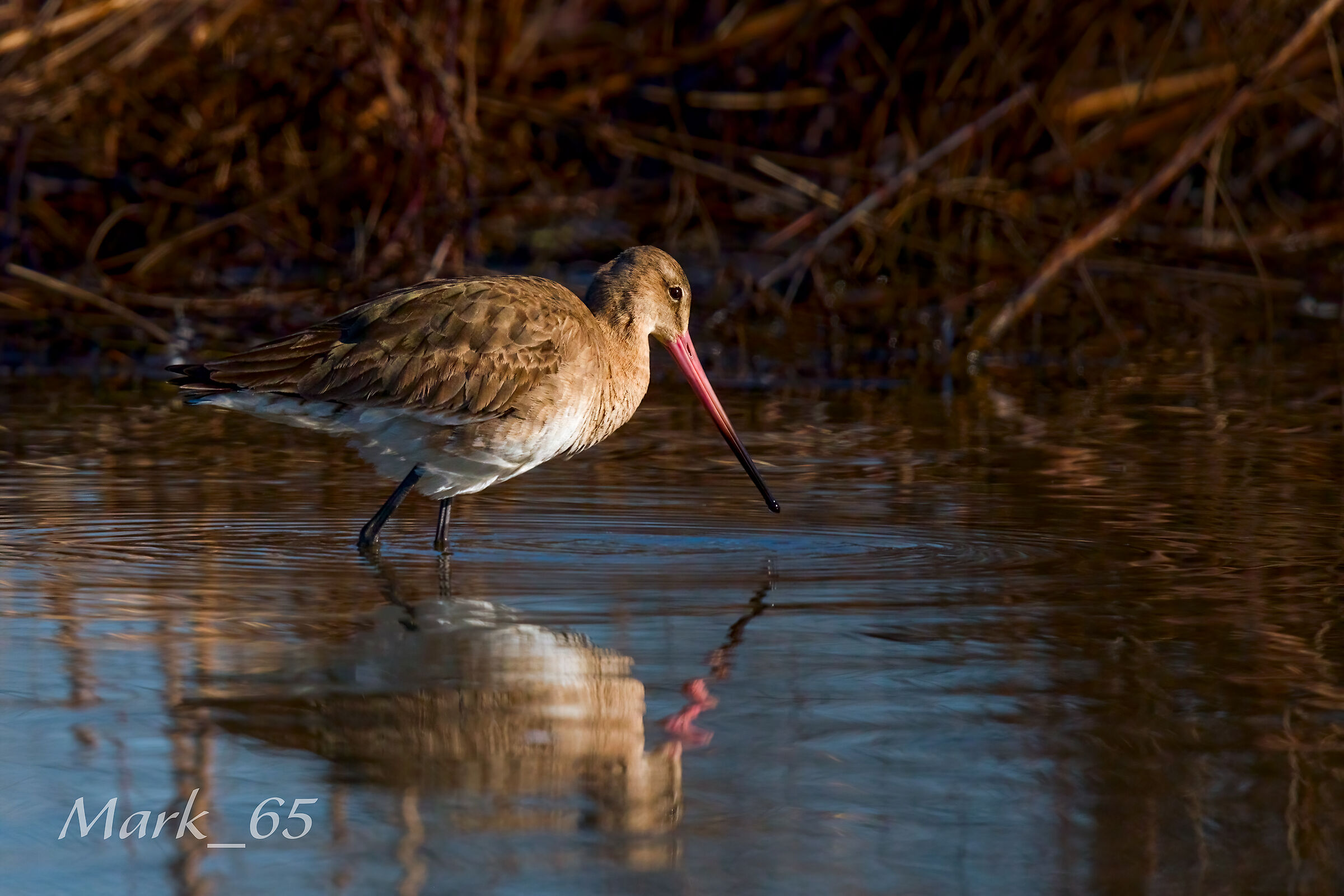 black-tailed godwit