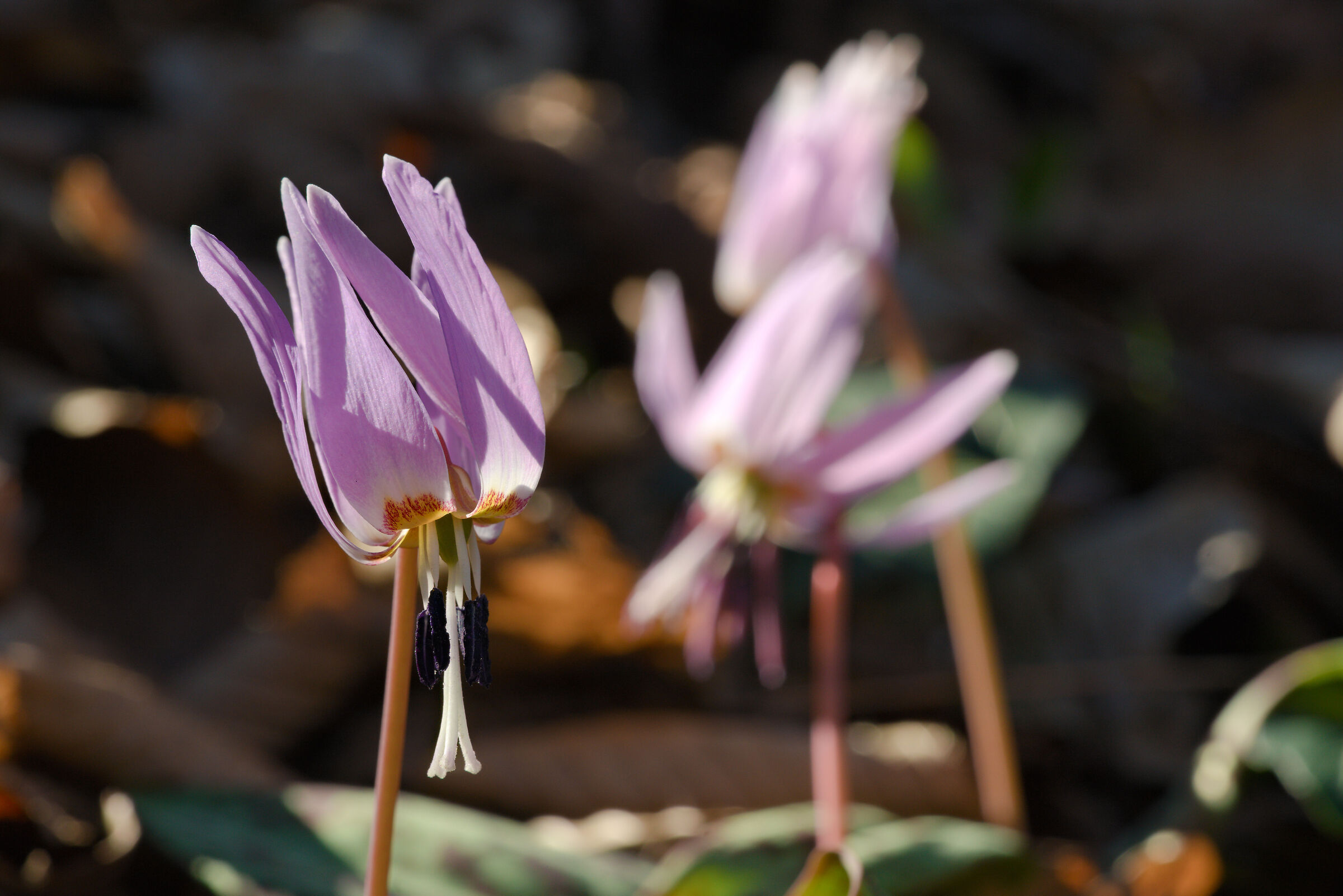 Dog's tooth (Erythronium dens-canis)