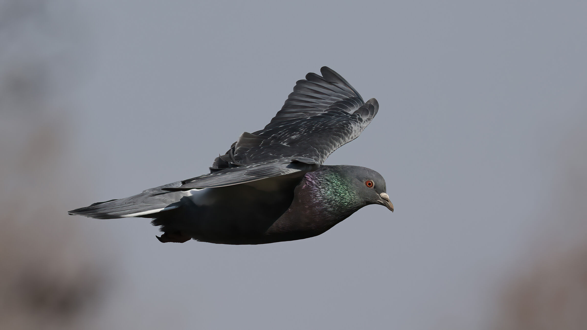 Pigeon