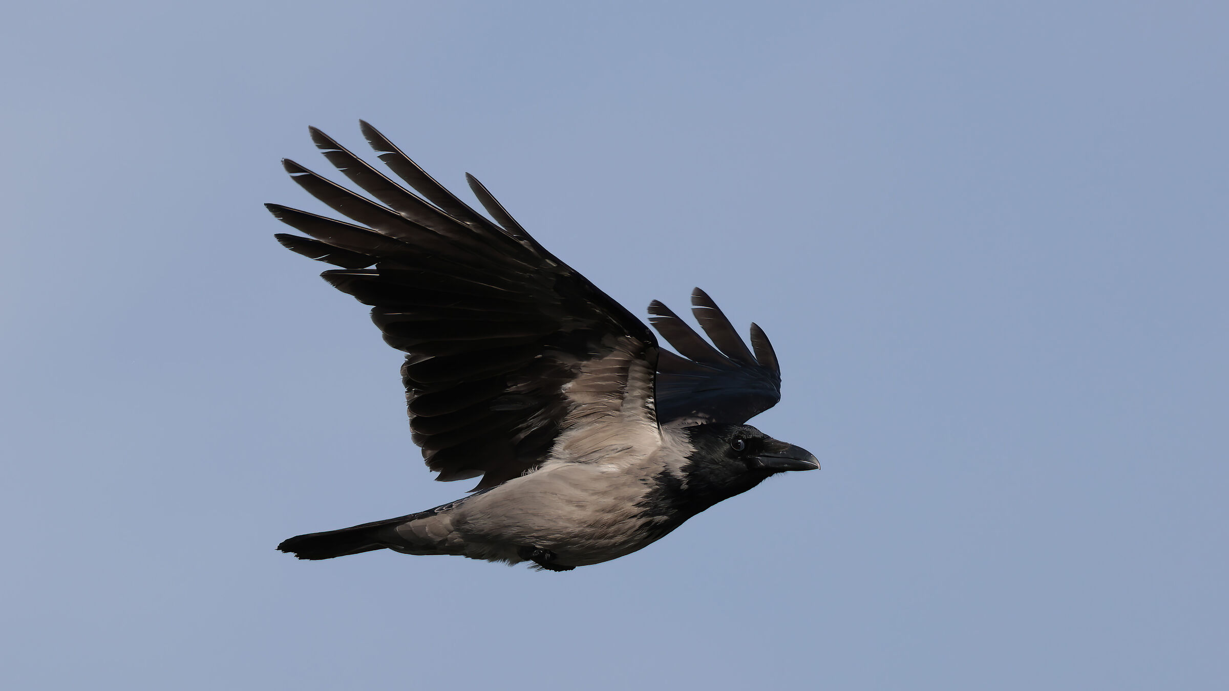 Crow