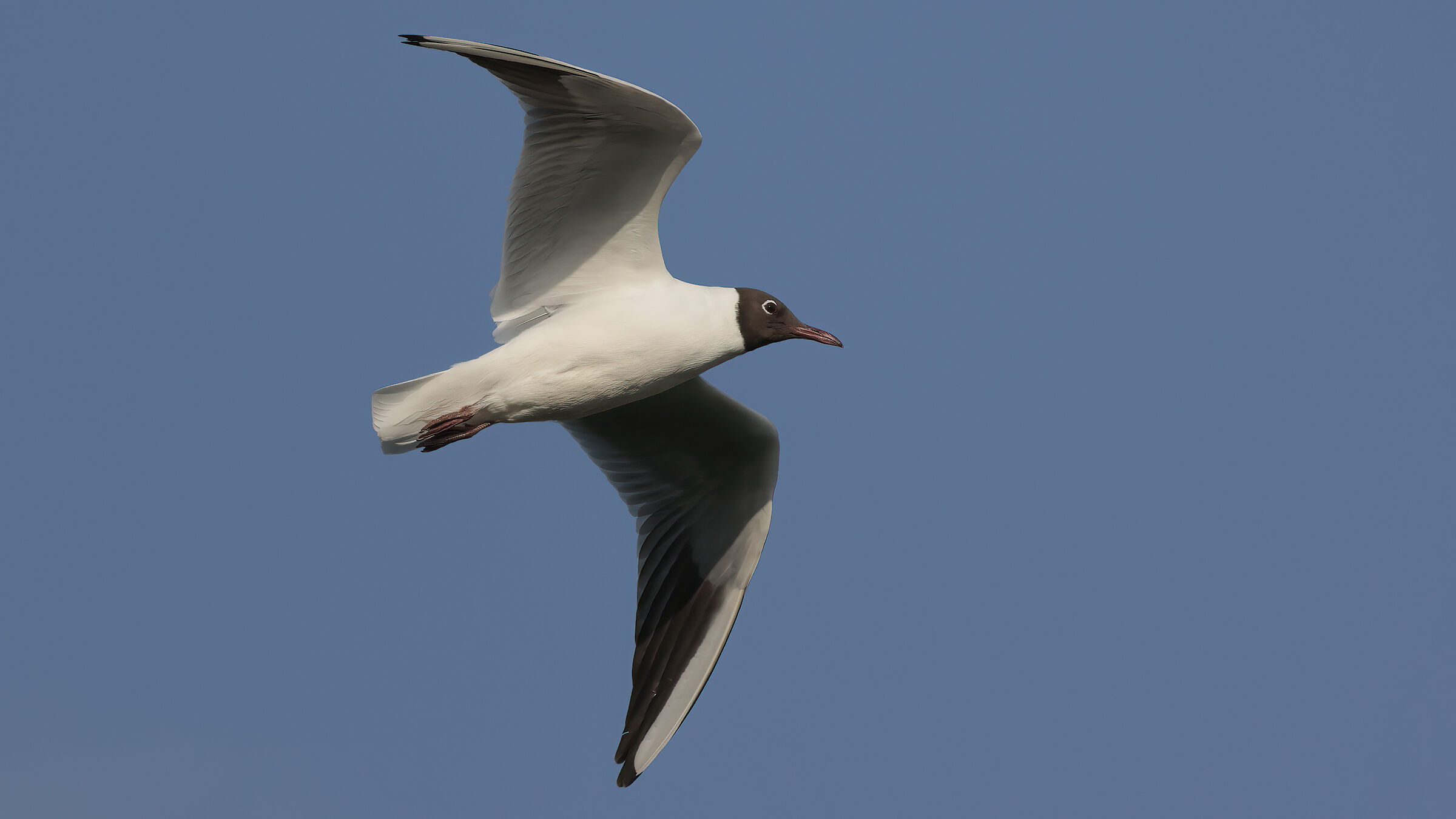 Gull