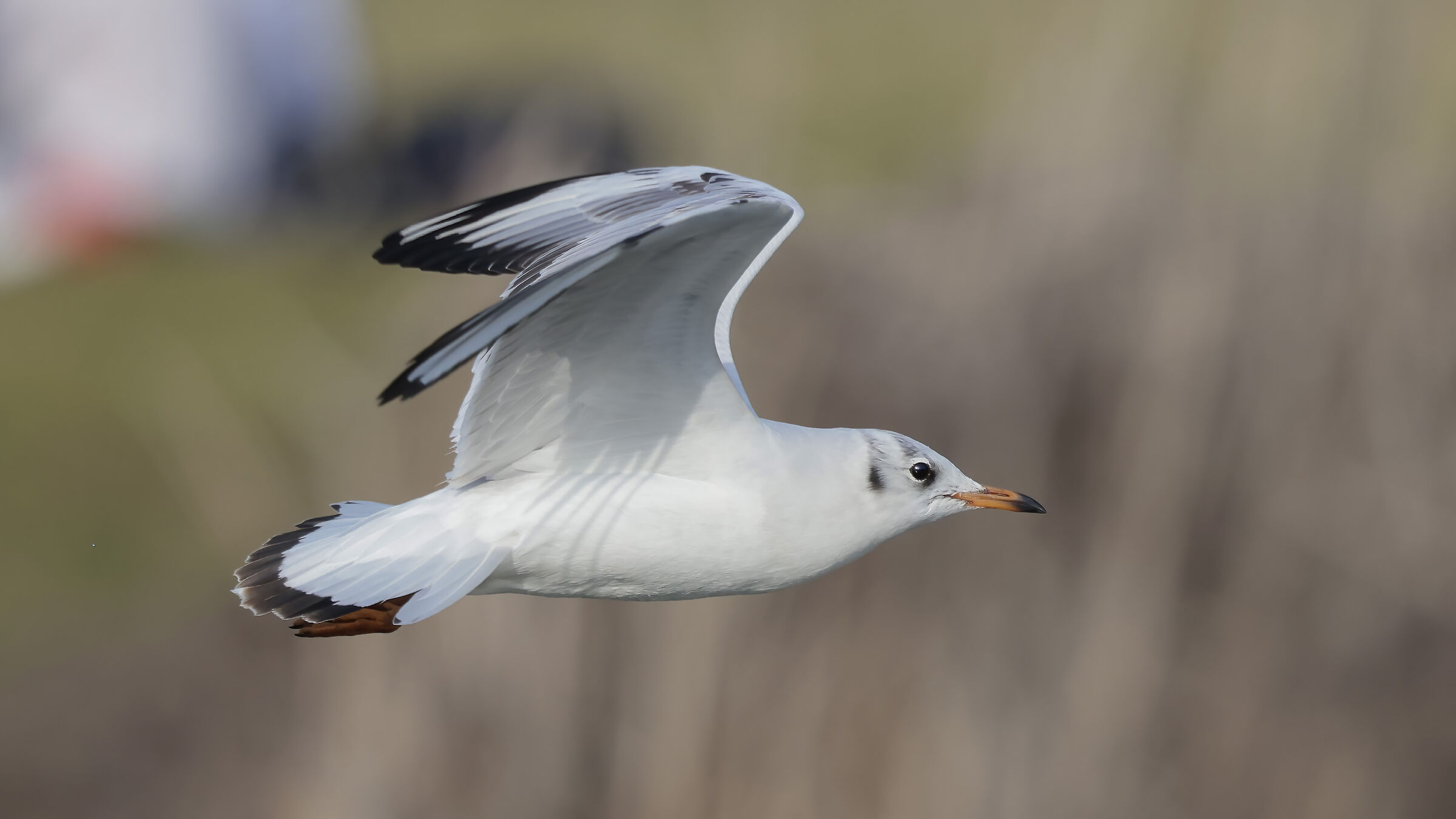 Gull