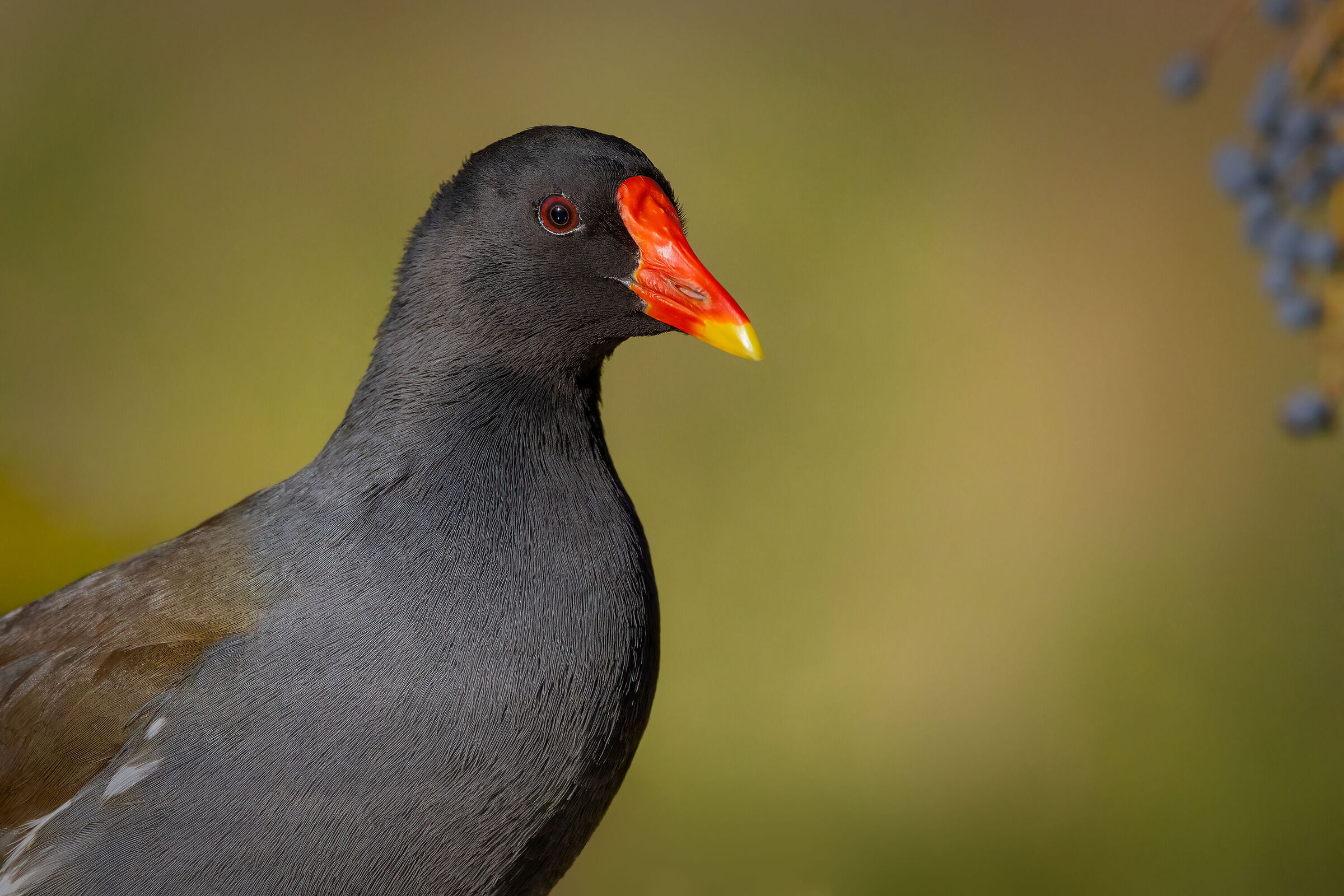 Gallinella d'acqua (Gallinula chloropus)