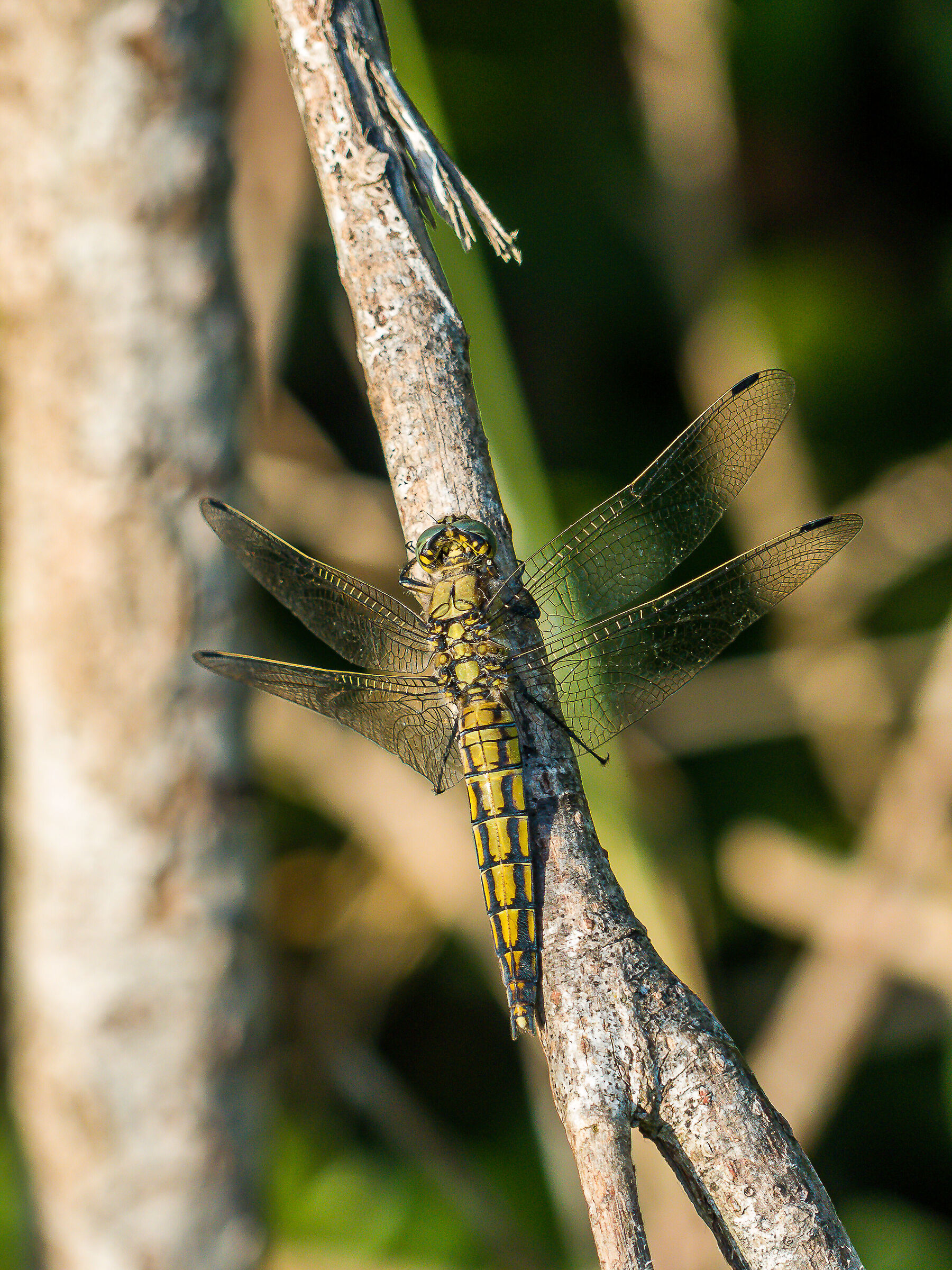 Orthetrum cancellatum