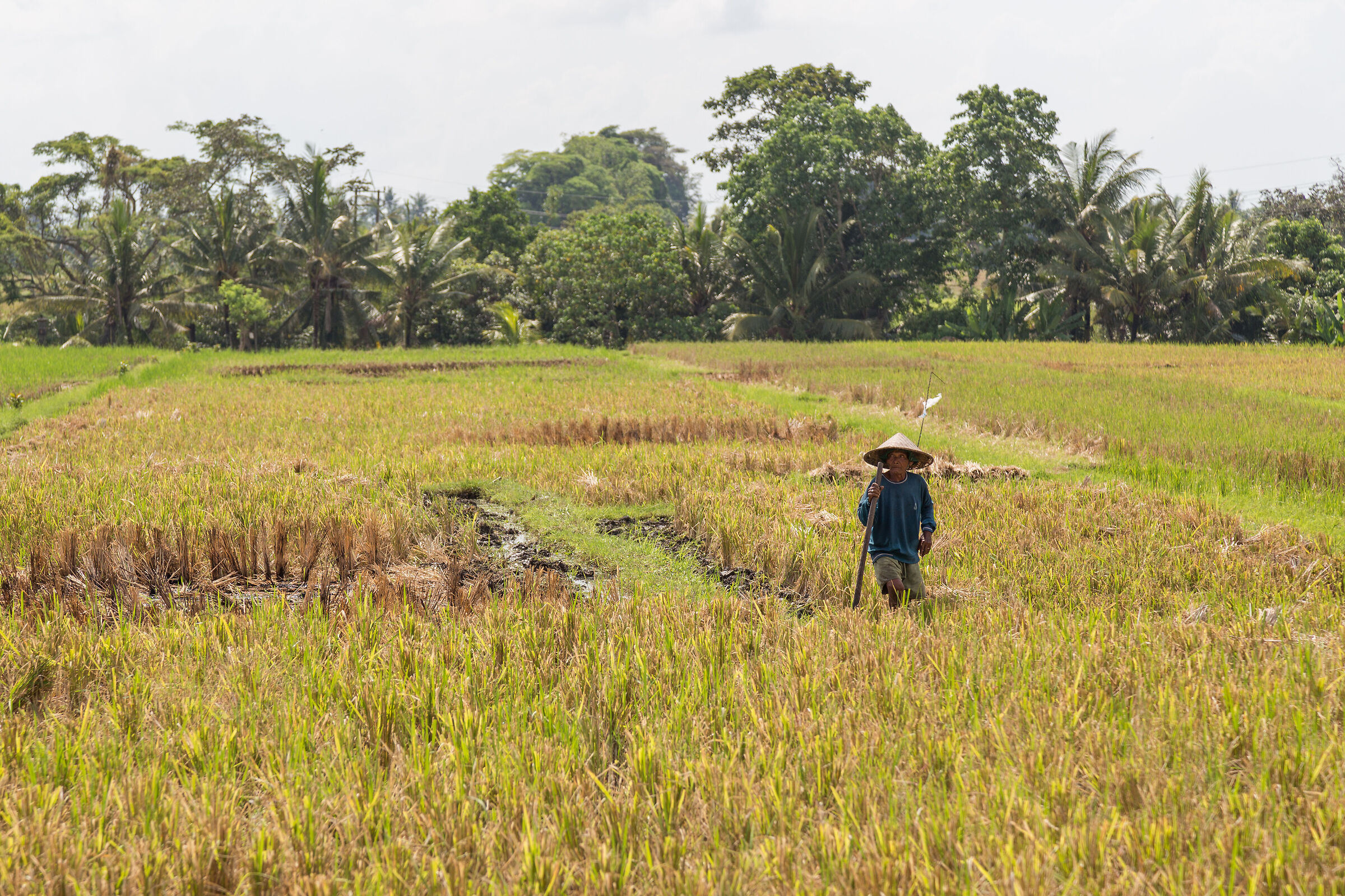 farmer n.3
