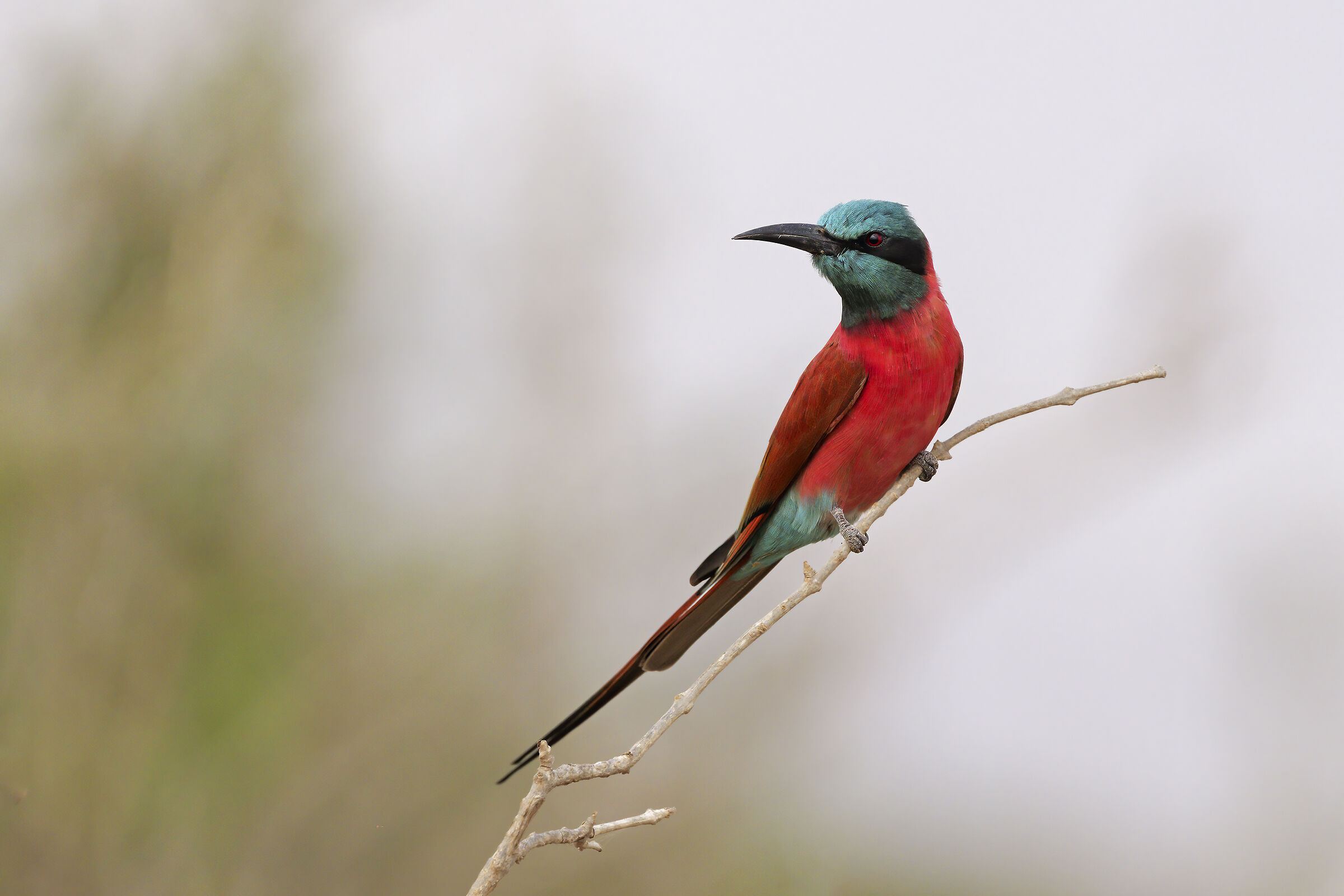Carmine bee-eater
