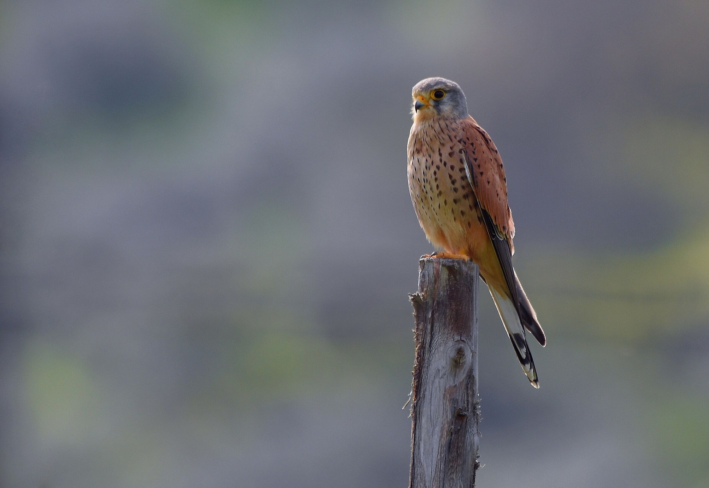 Kestrel (Falco tinnuculus)