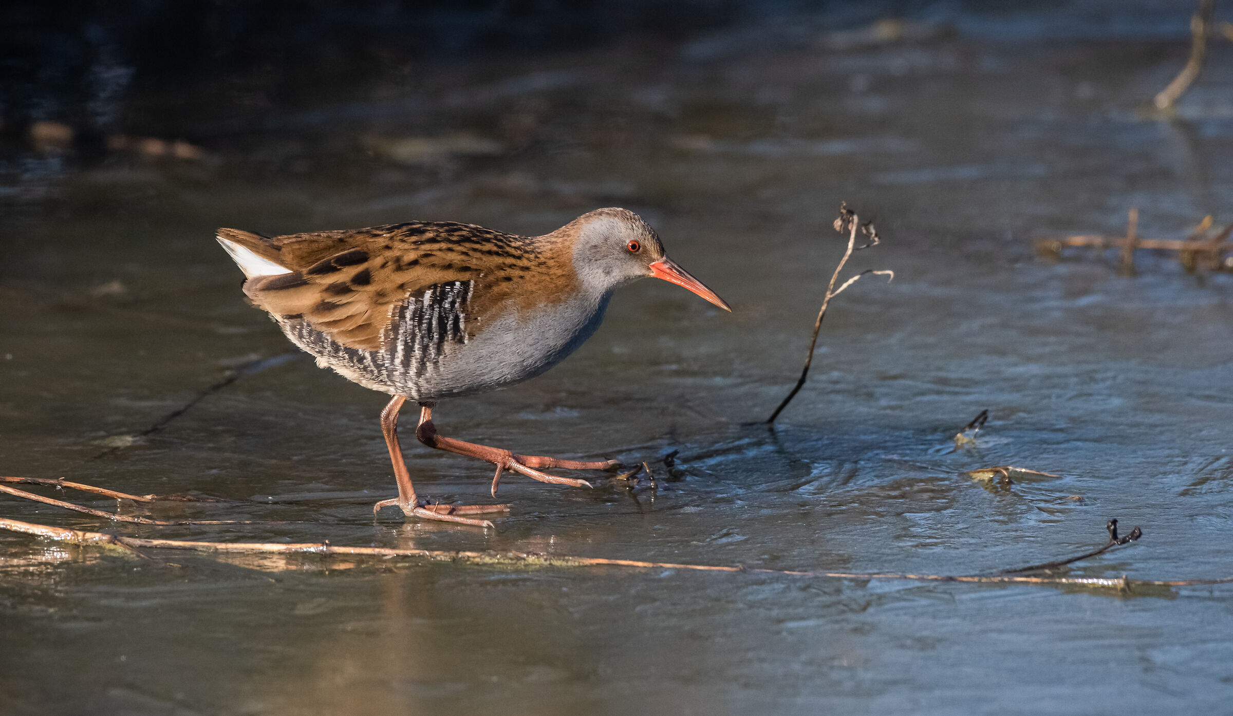 water rail