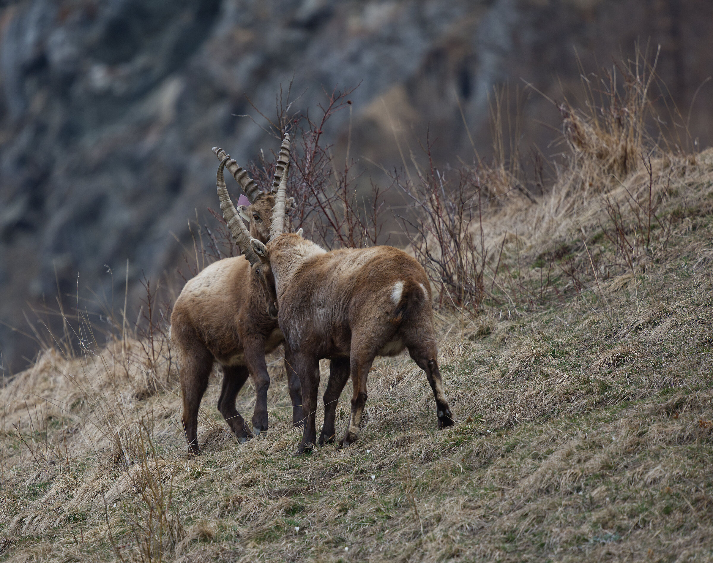 Clash between male ibex playing 1