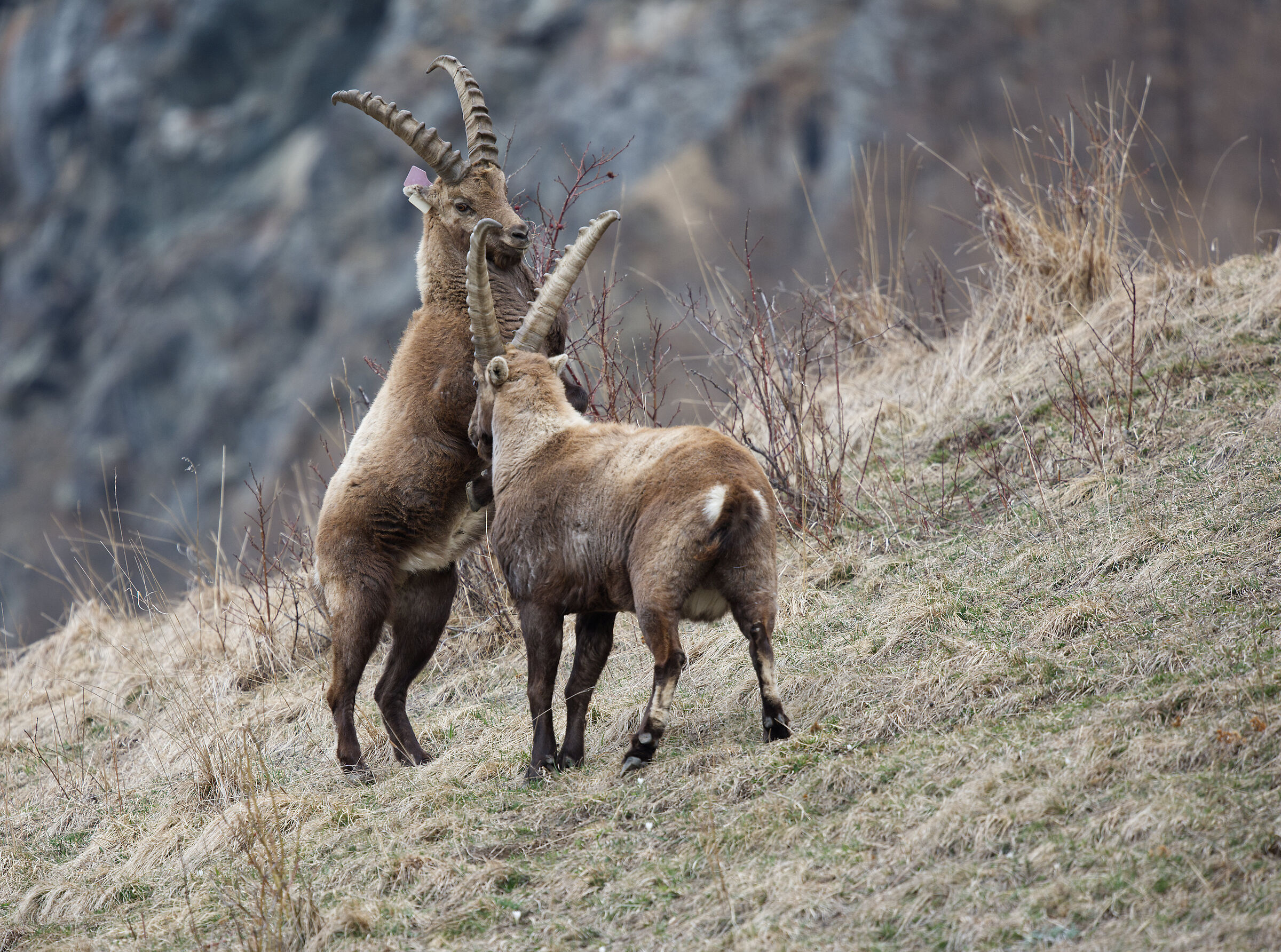 Clash between male ibex playing 2