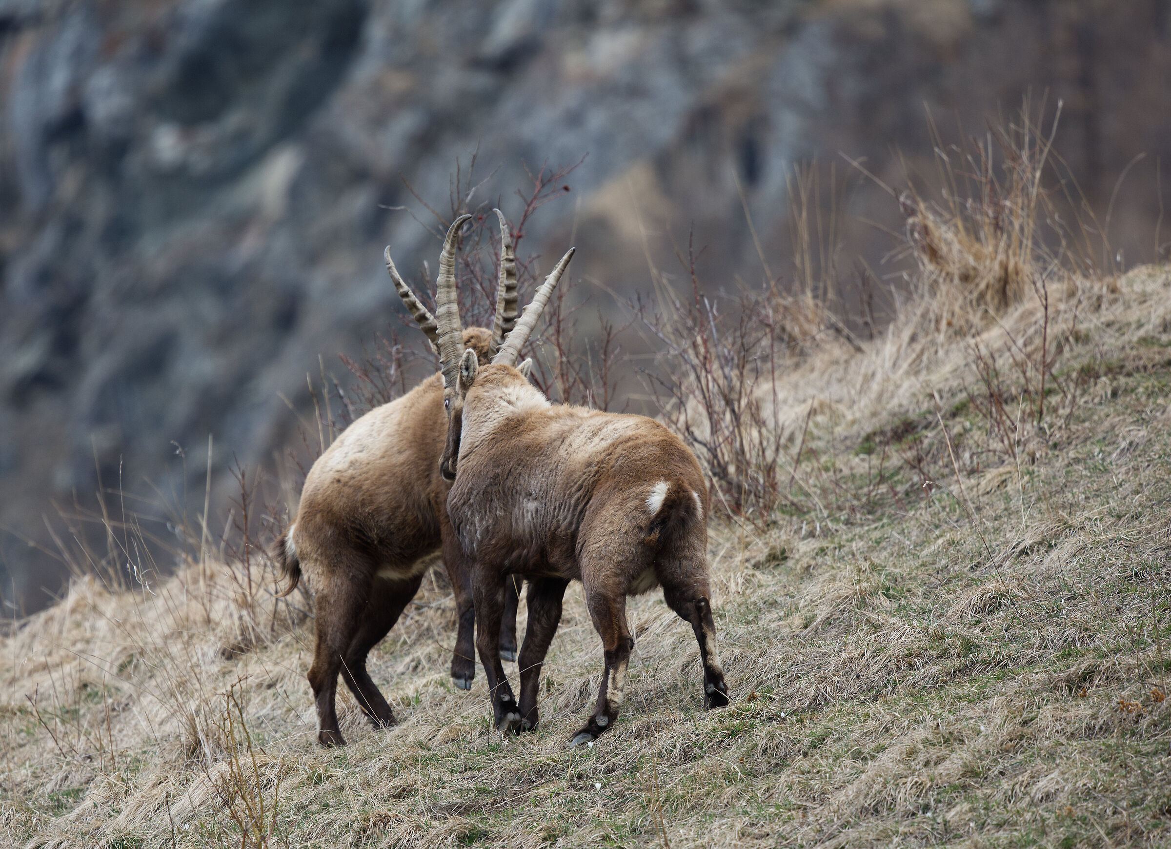 Clash of male ibex 3