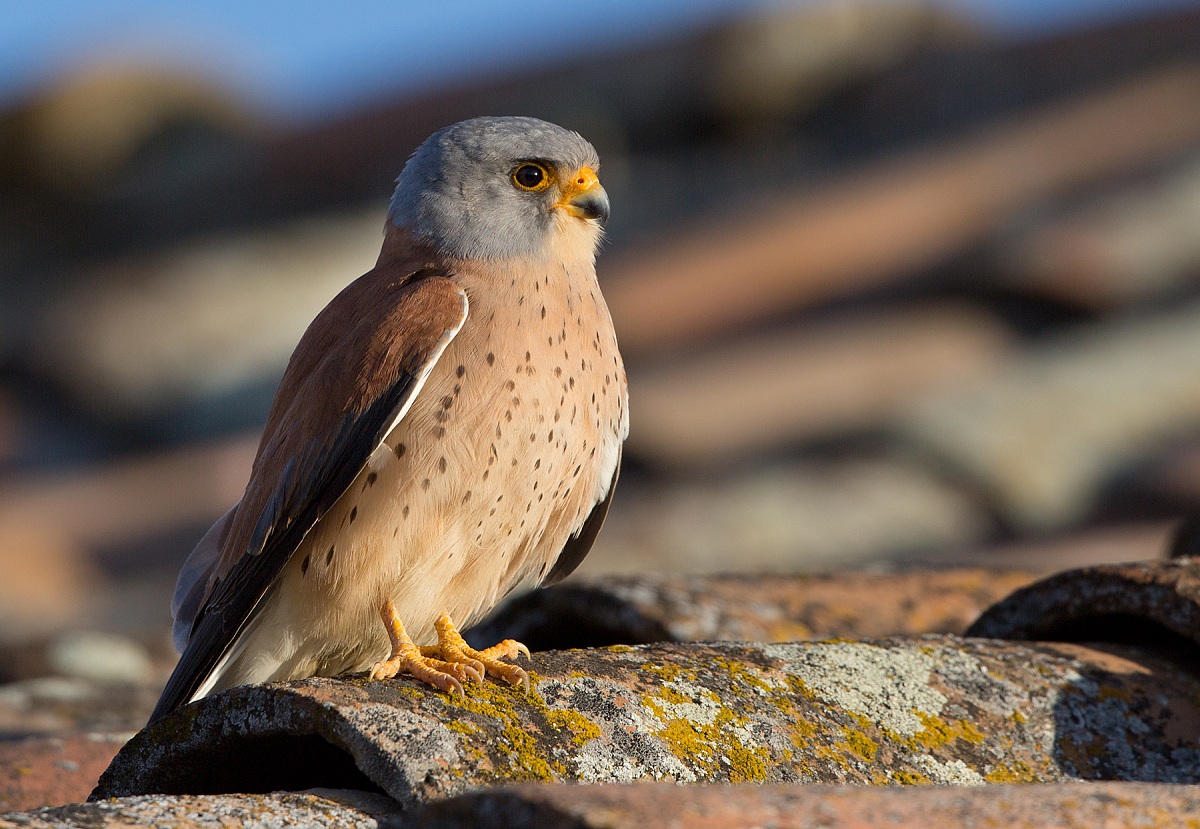 Lesser Kestrel male