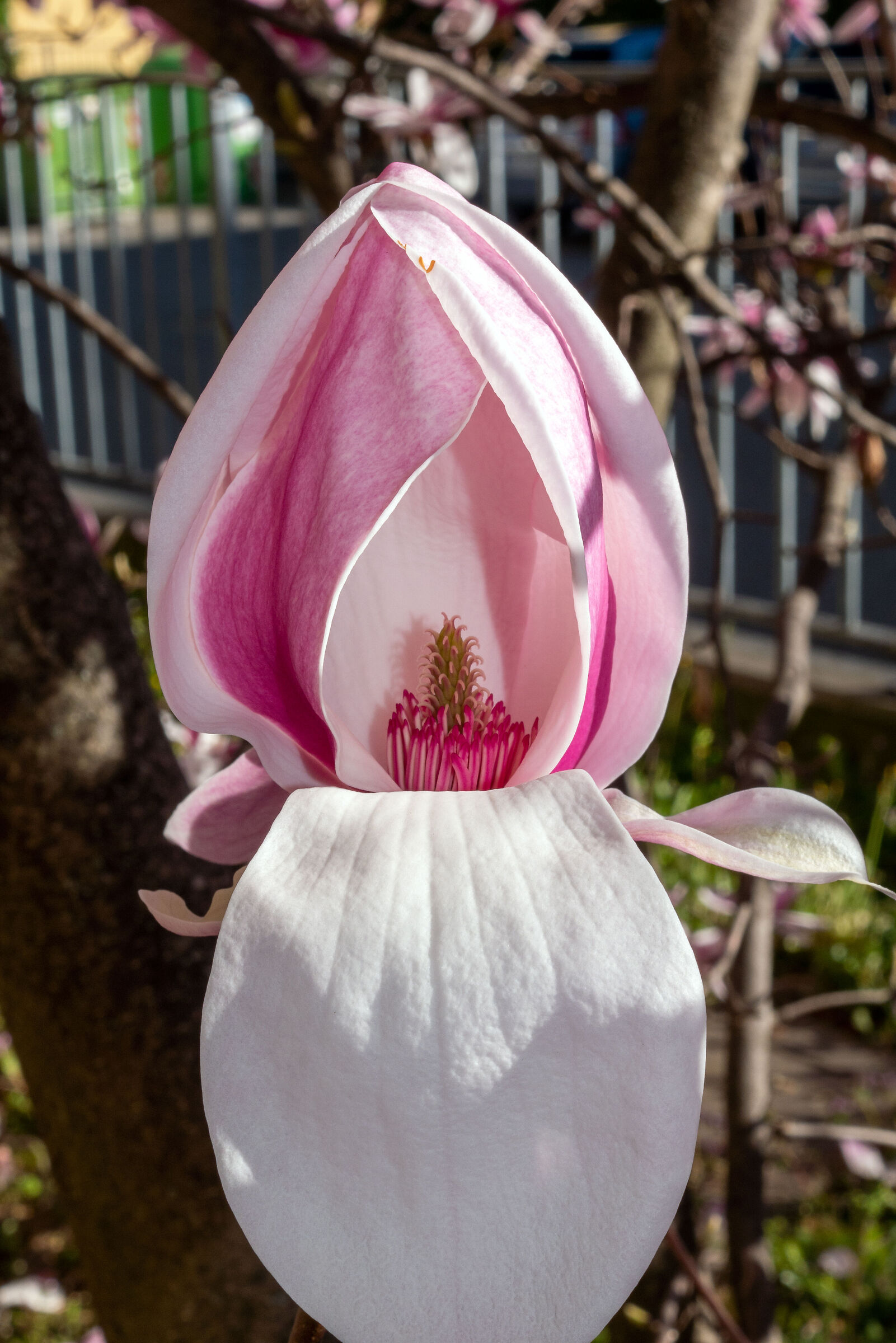 Magnolia bud